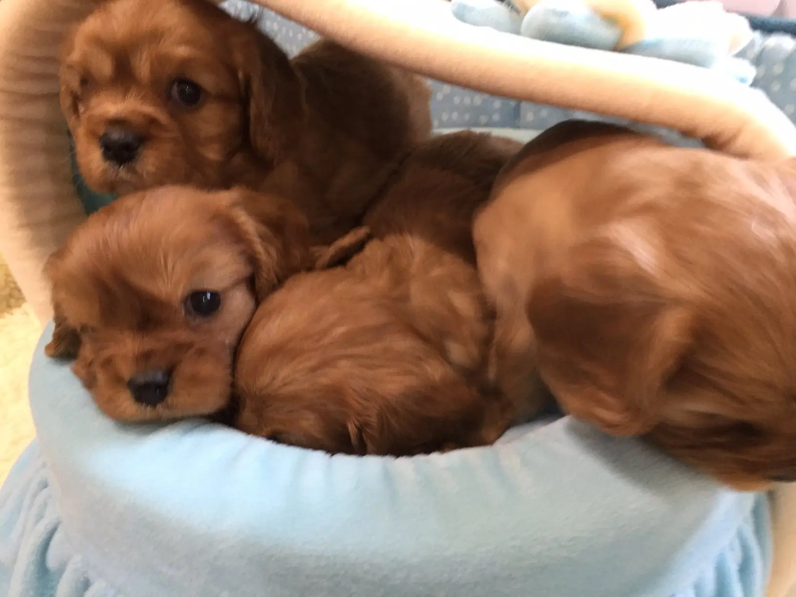 Ruby puppies in a basket at 4 weeks