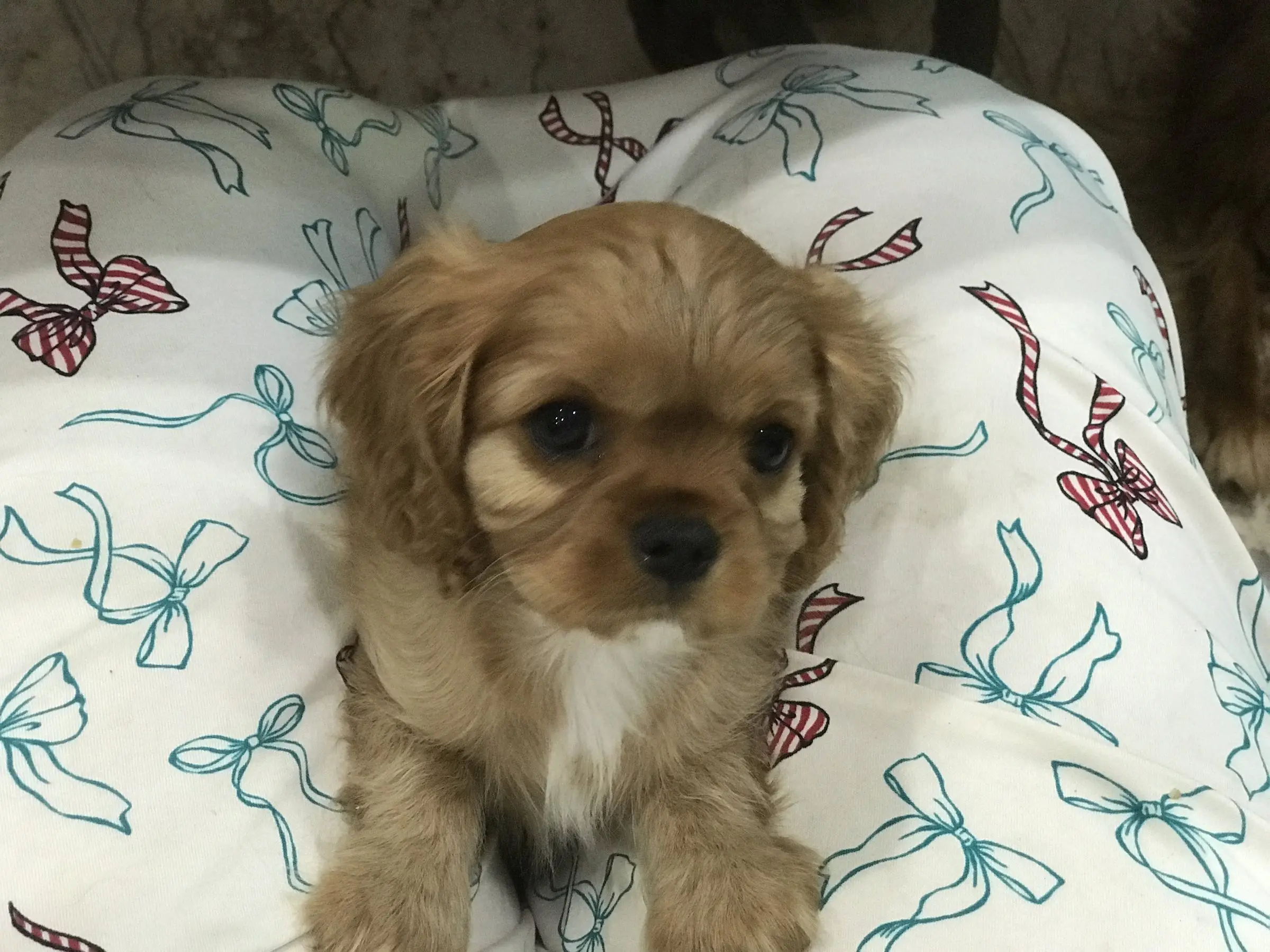 A puppy relaxing at coffee time
