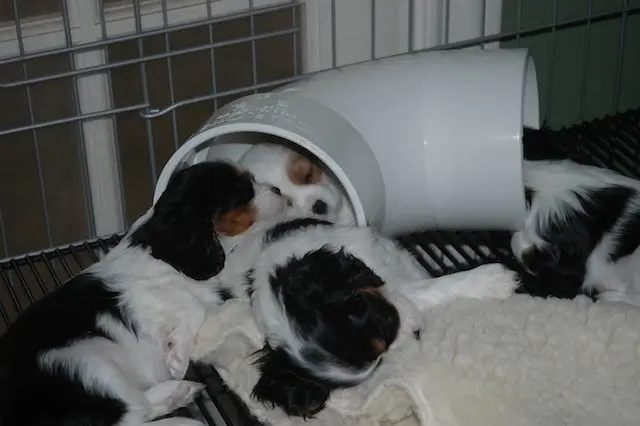 Tricolor puppies asleep by their play tunnel