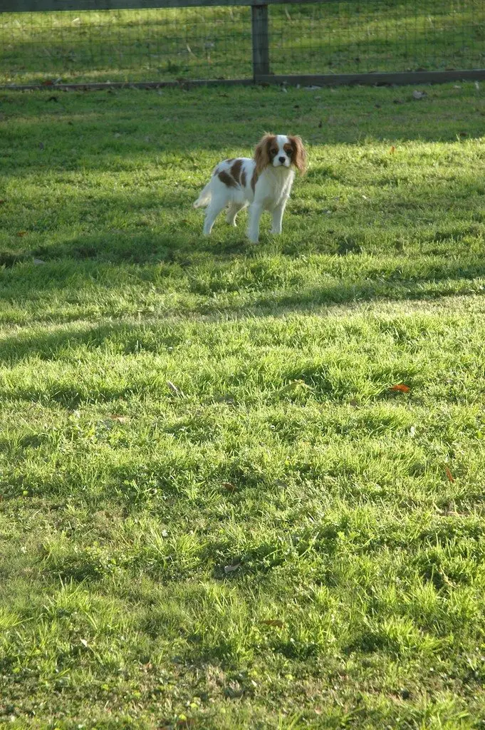 Hana on a romp in the yard