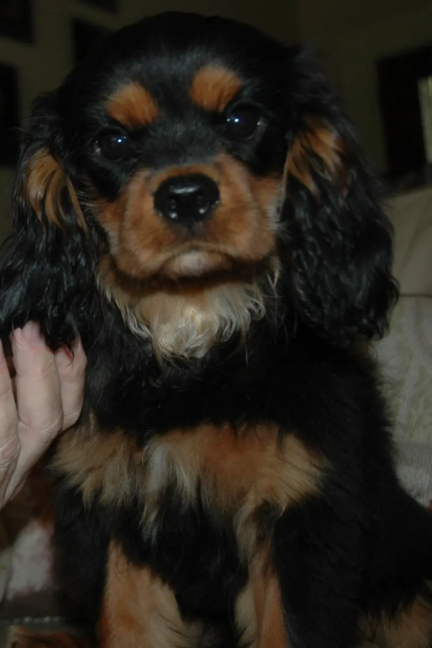 Head shot of a black and tan puppy