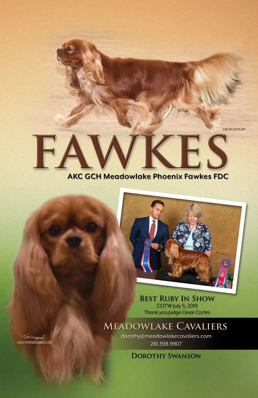 Fawkes's 2020 show ad — Best Ruby in Show