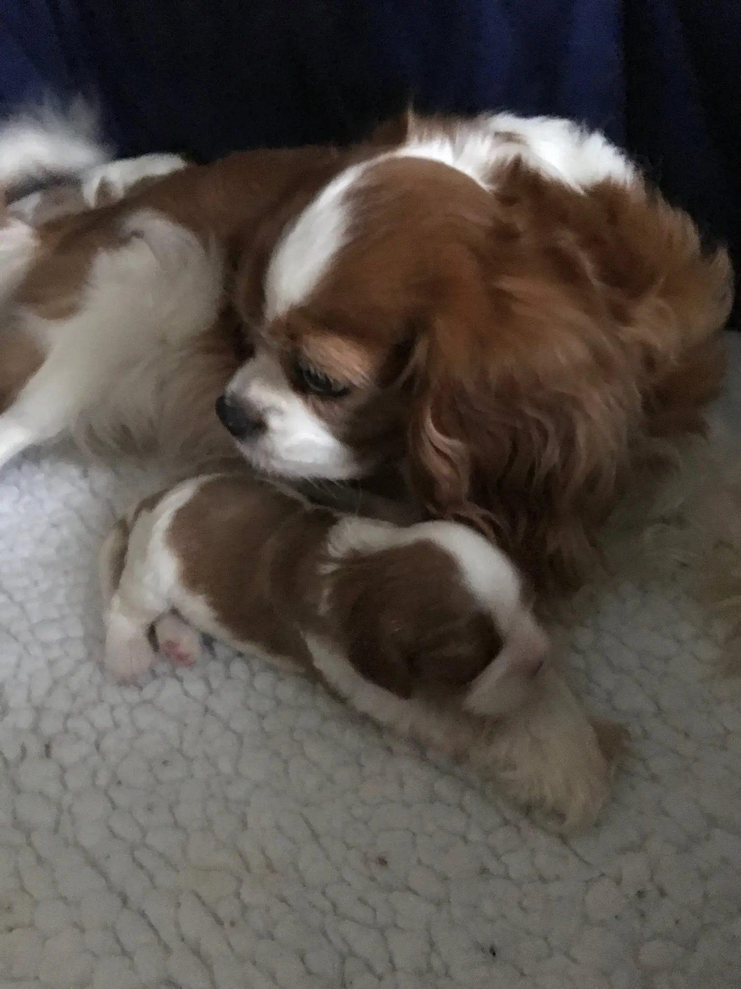 Victoria with her big boy