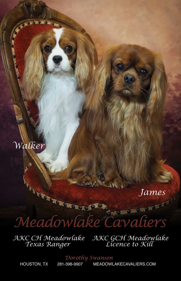 Meadowlake Cavaliers show ad, 2014 — Walker & James