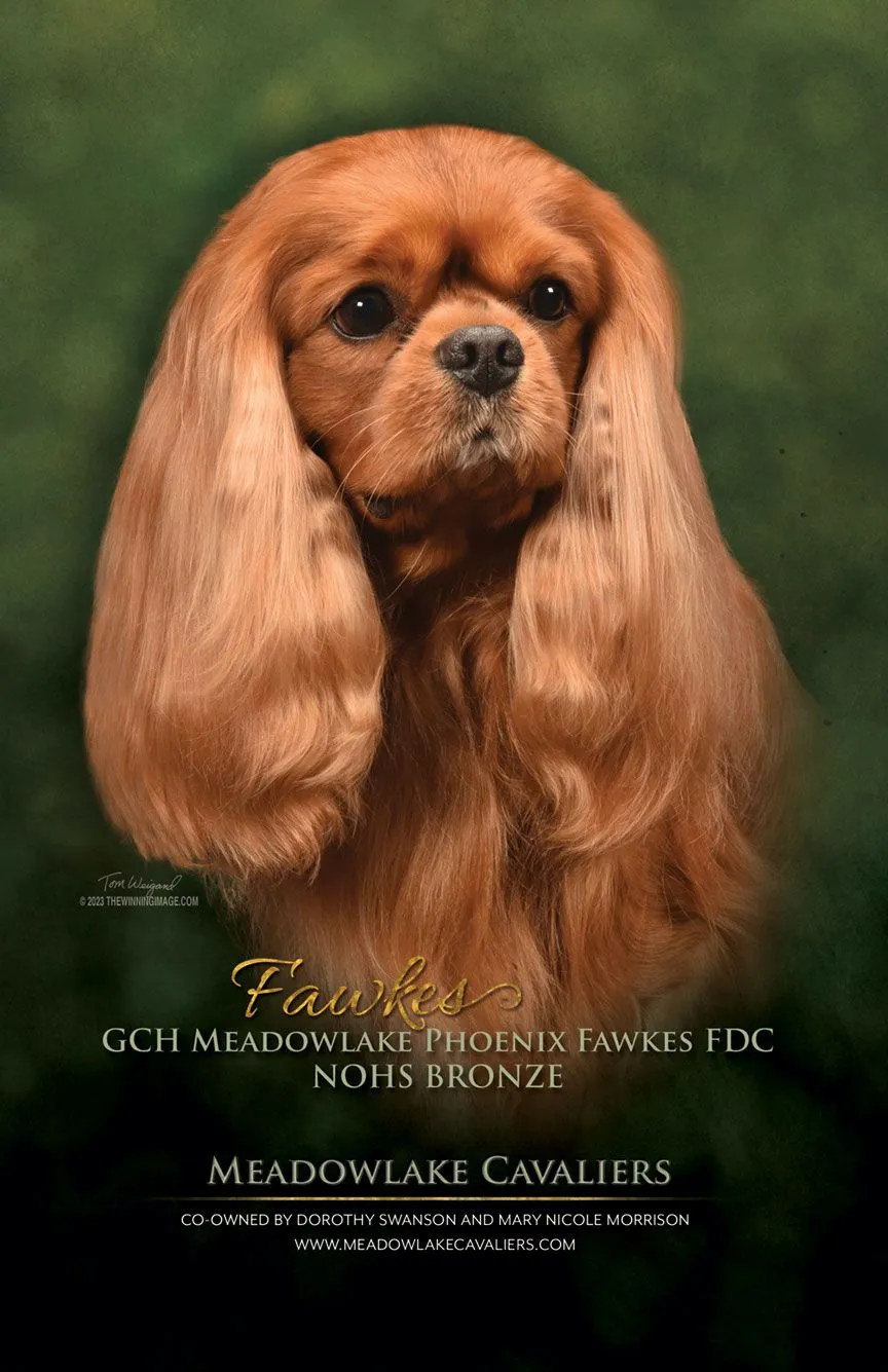 Meadowlake Cavaliers show ad, 2023 — Fawkes