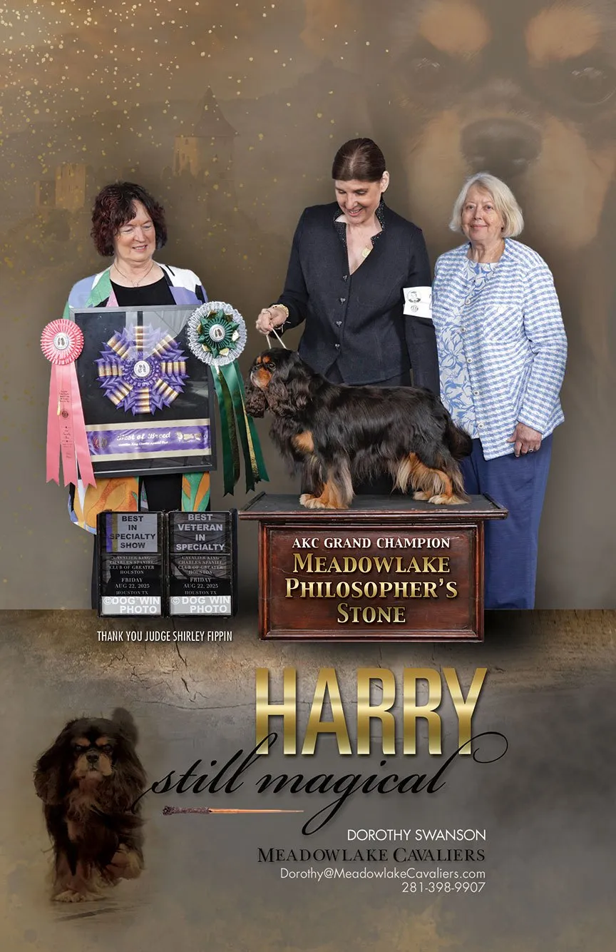 Meadowlake Cavaliers show ad, 2026 — Harry — still magical