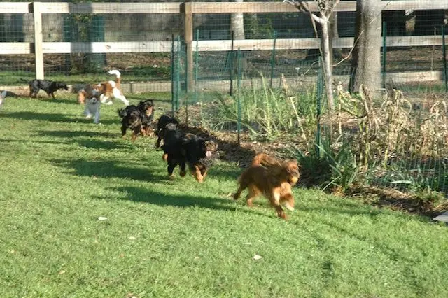A Cavalier mid-chase after a ball
