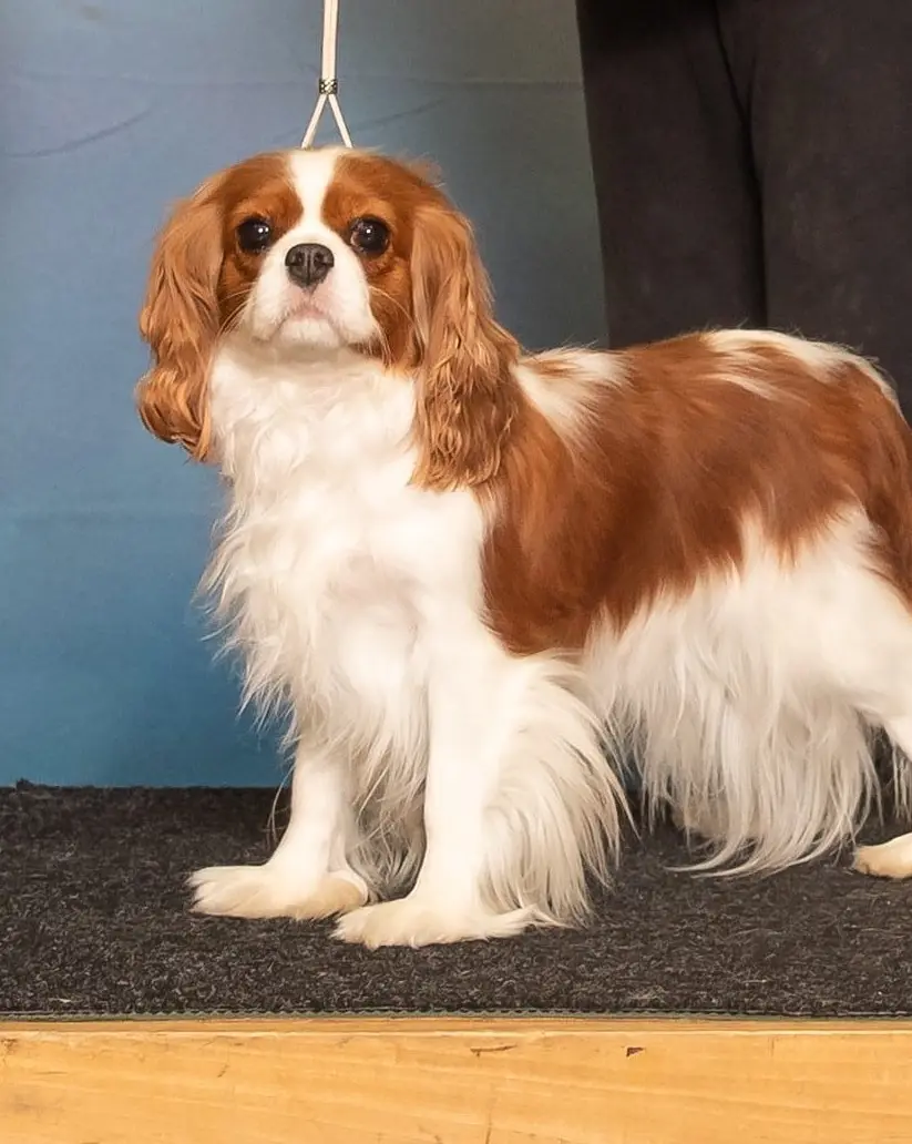 Evie, a Blenheim Cavalier King Charles Spaniel