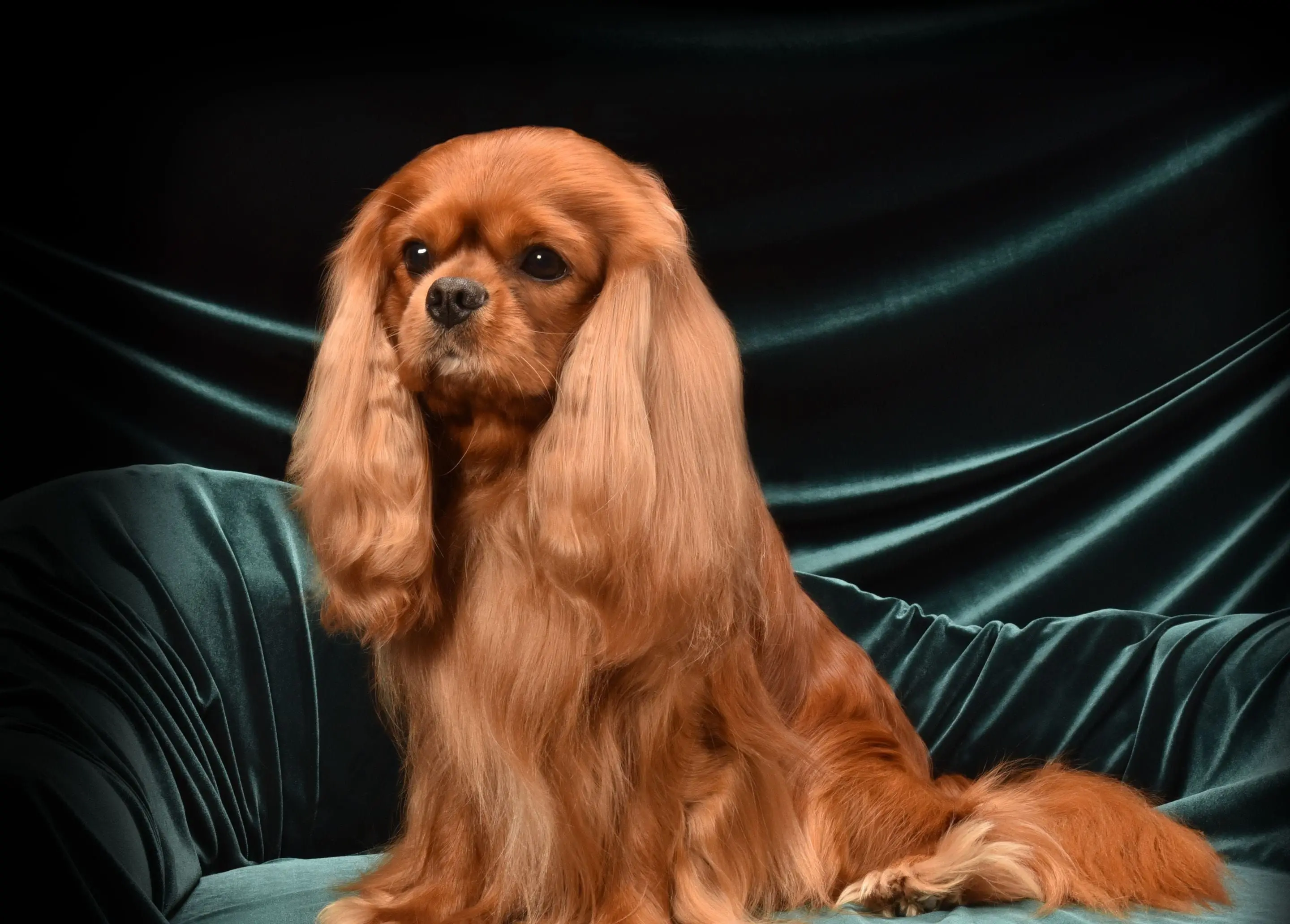 Fawkes, a Ruby Cavalier King Charles Spaniel
