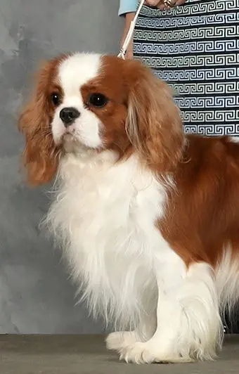 Giggles, a Blenheim Cavalier King Charles Spaniel