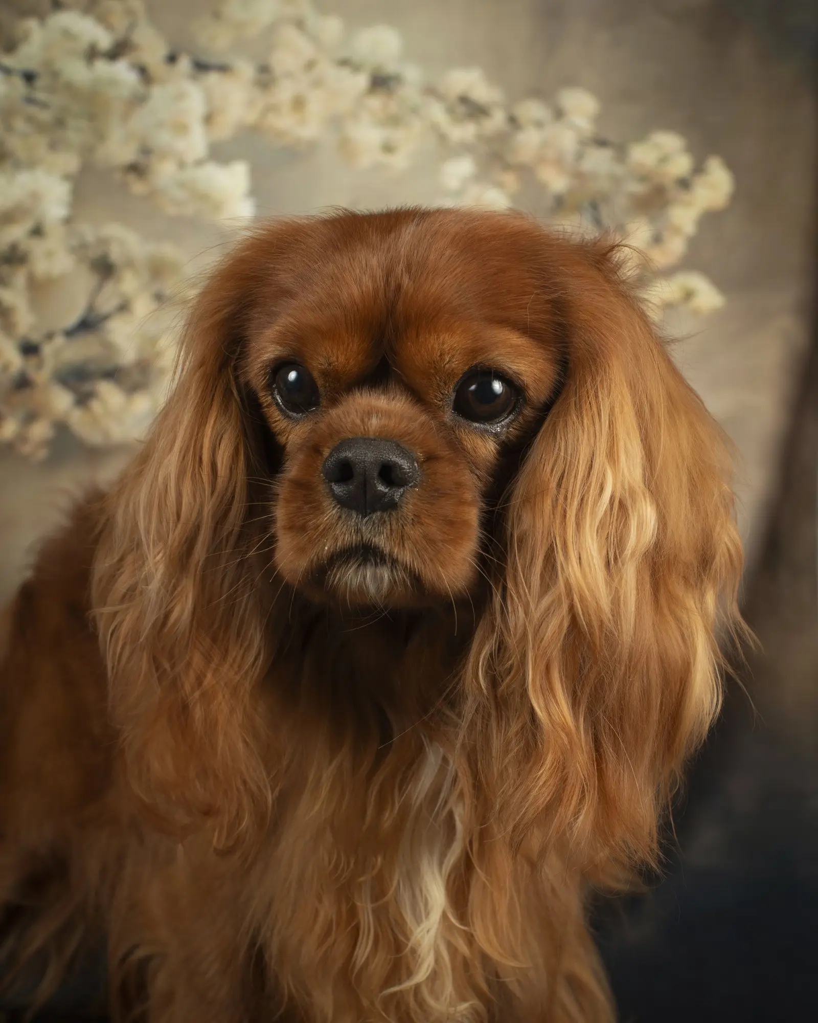 Graham, a Ruby Cavalier King Charles Spaniel