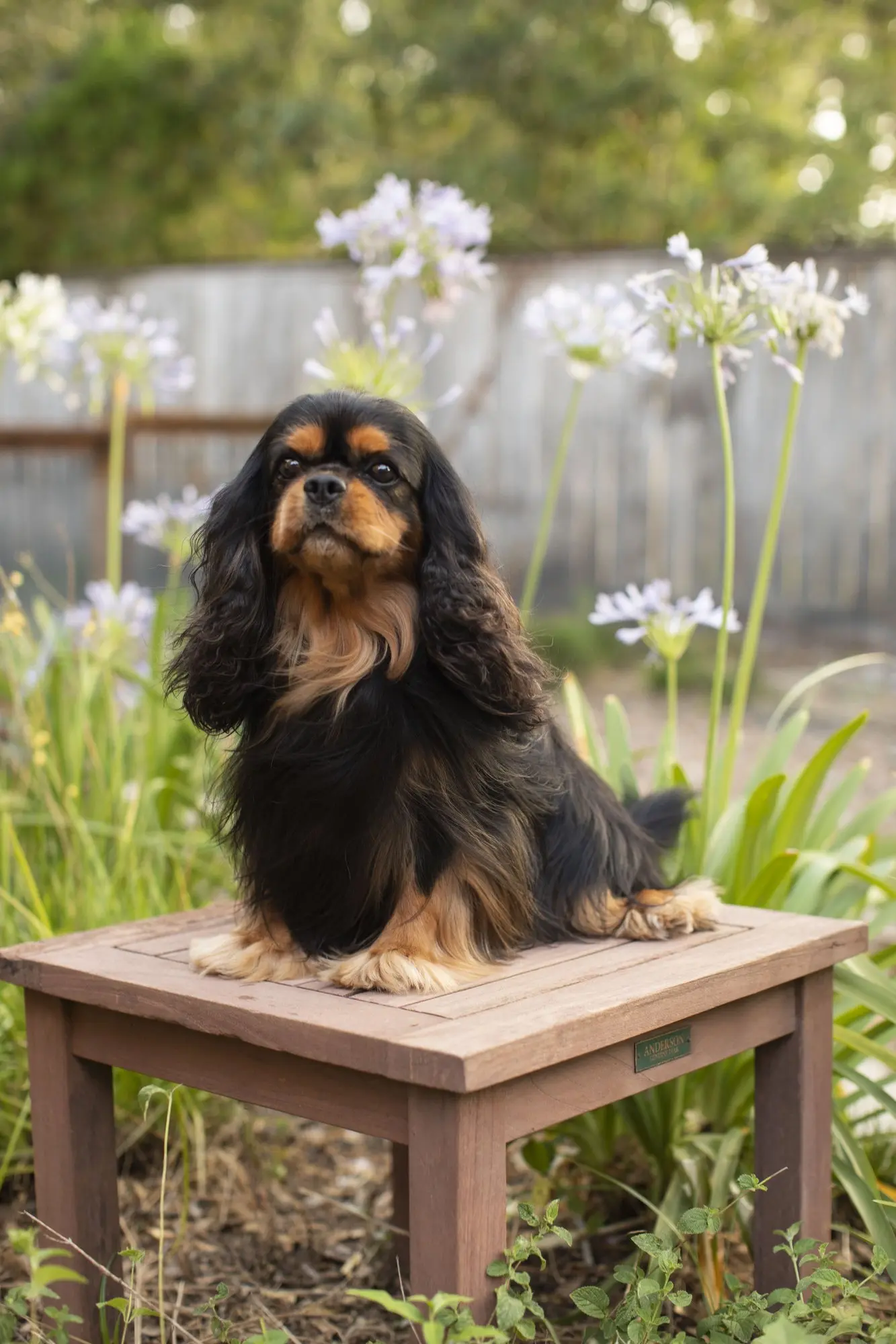 Harry, a black & tan Cavalier, sitting on a garden table among agapanthus