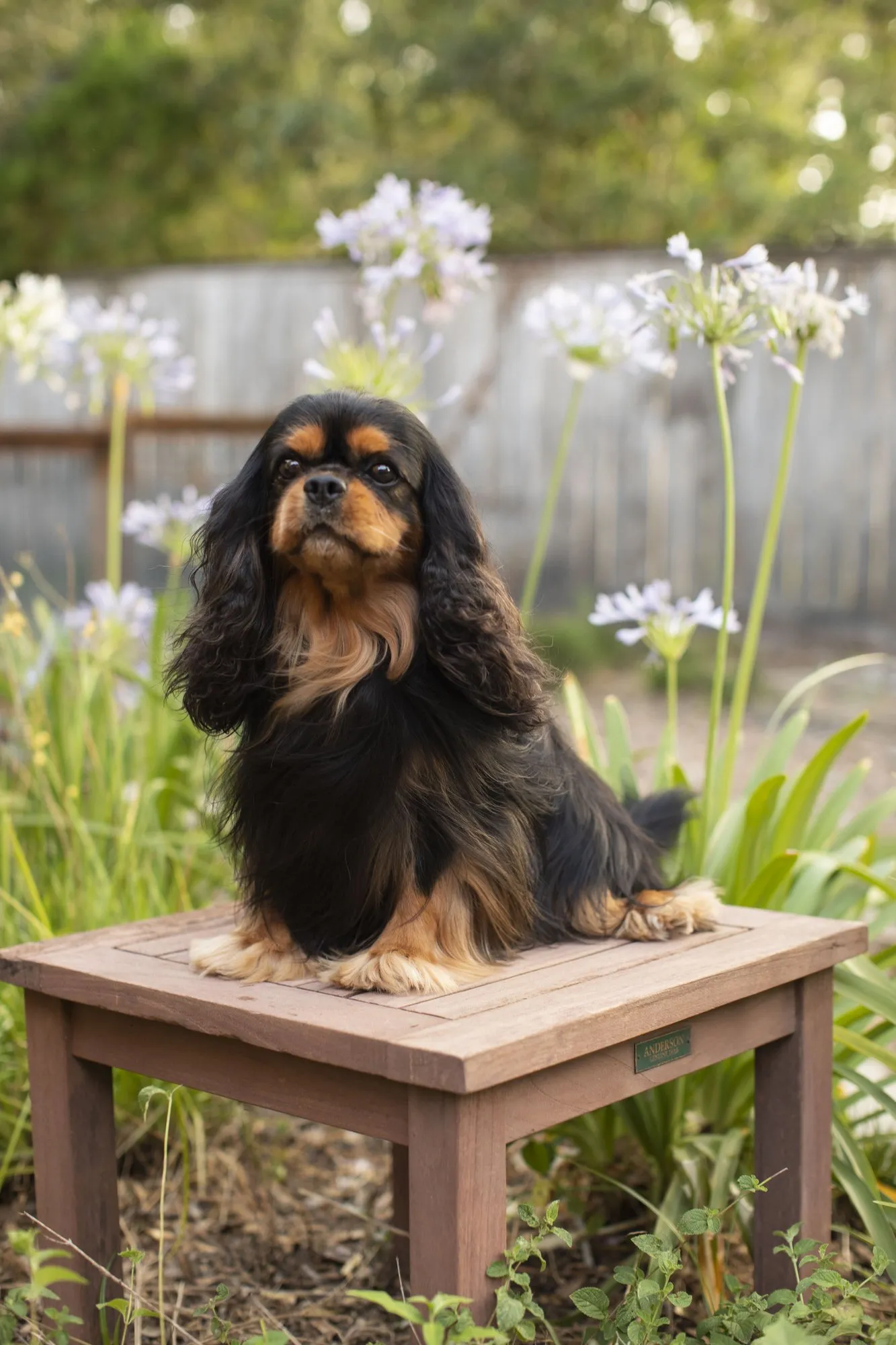 Harry, a Black & Tan Cavalier King Charles Spaniel