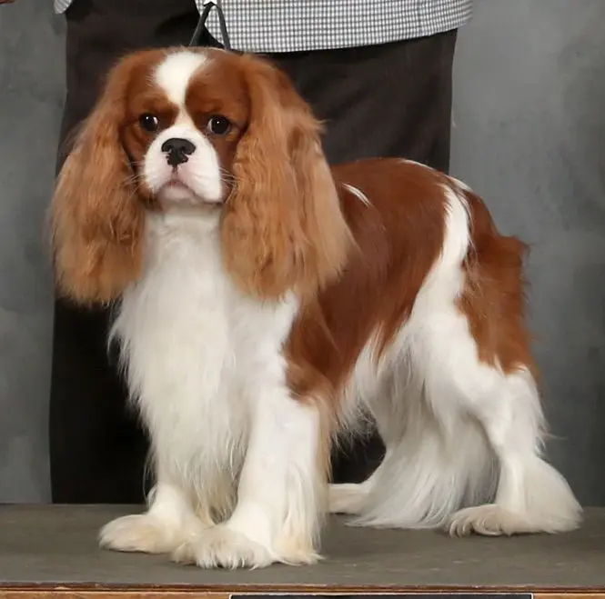 Jagger, a Blenheim Cavalier King Charles Spaniel