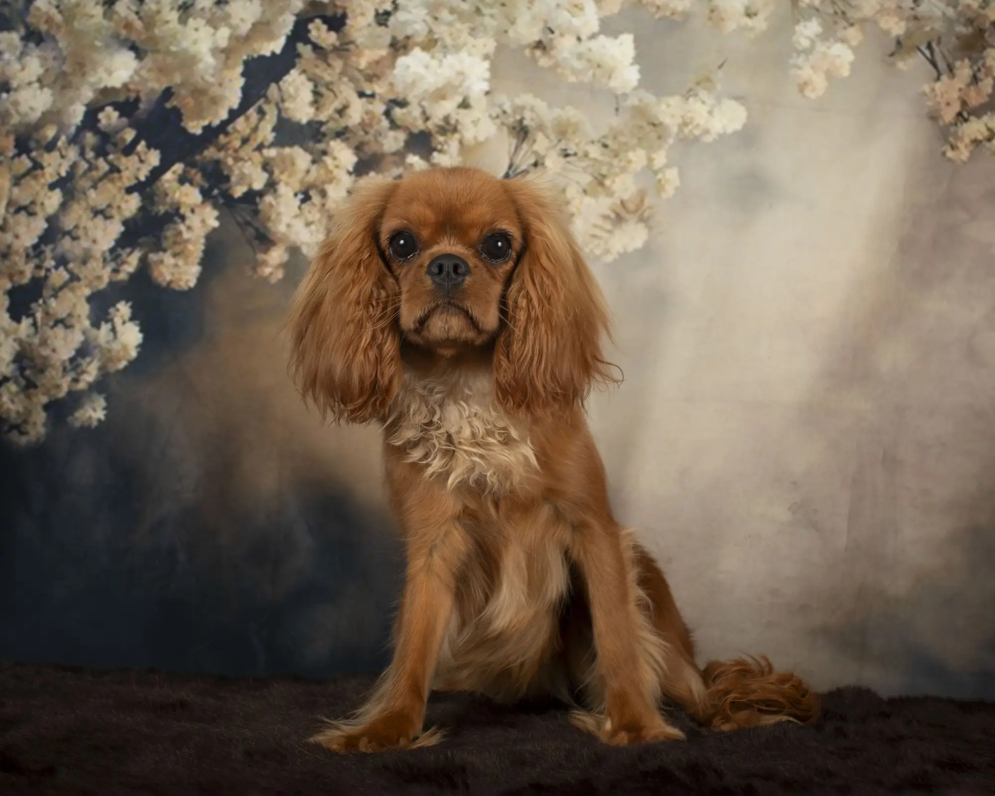 Lilo, a Ruby Cavalier King Charles Spaniel