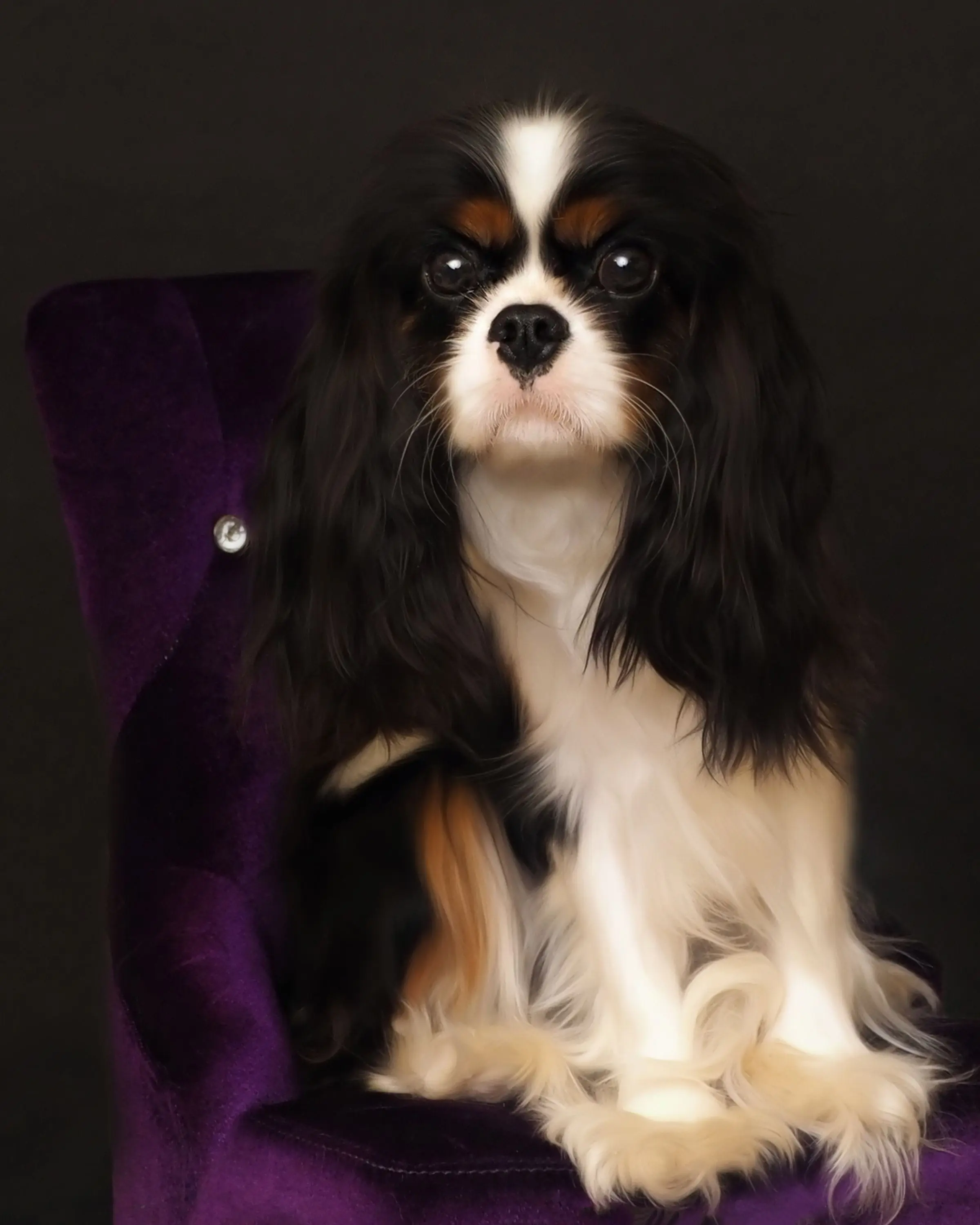 Maddy, a Tricolor Cavalier King Charles Spaniel
