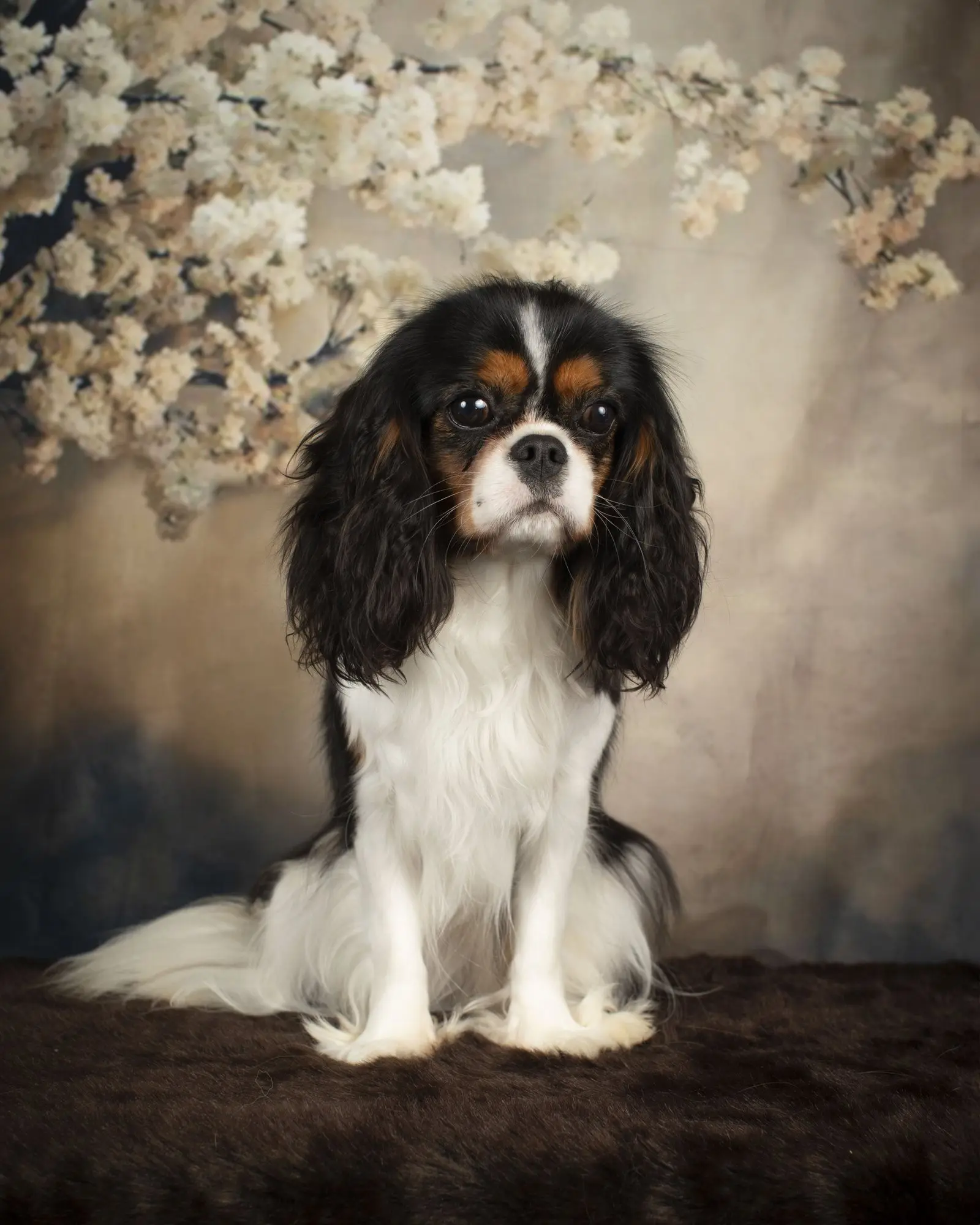 Nellie, a Tricolor Cavalier King Charles Spaniel