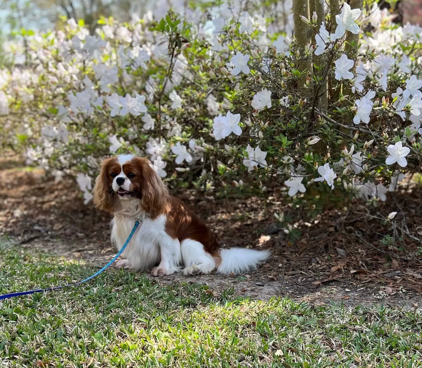 Ryder, a Blenheim Cavalier King Charles Spaniel