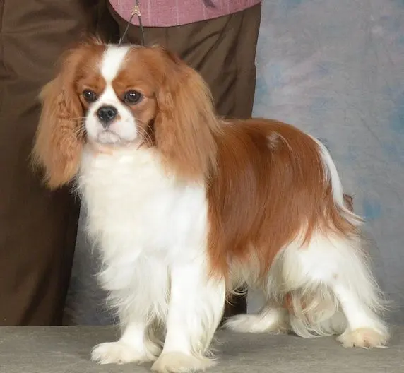 Scotty, a Blenheim Cavalier King Charles Spaniel