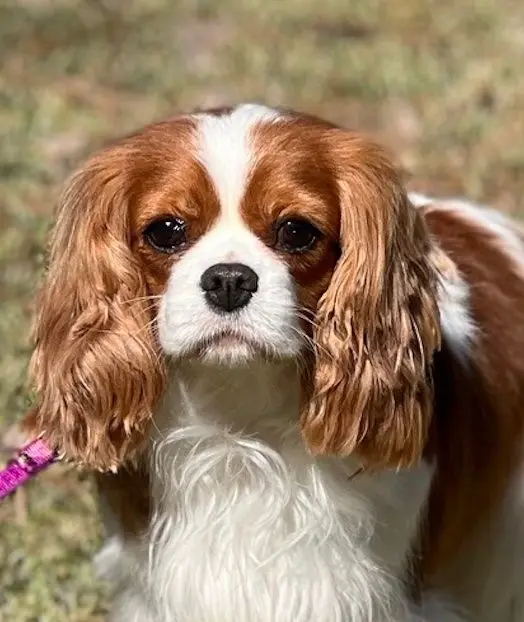 Portrait of a Blenheim Cavalier girl