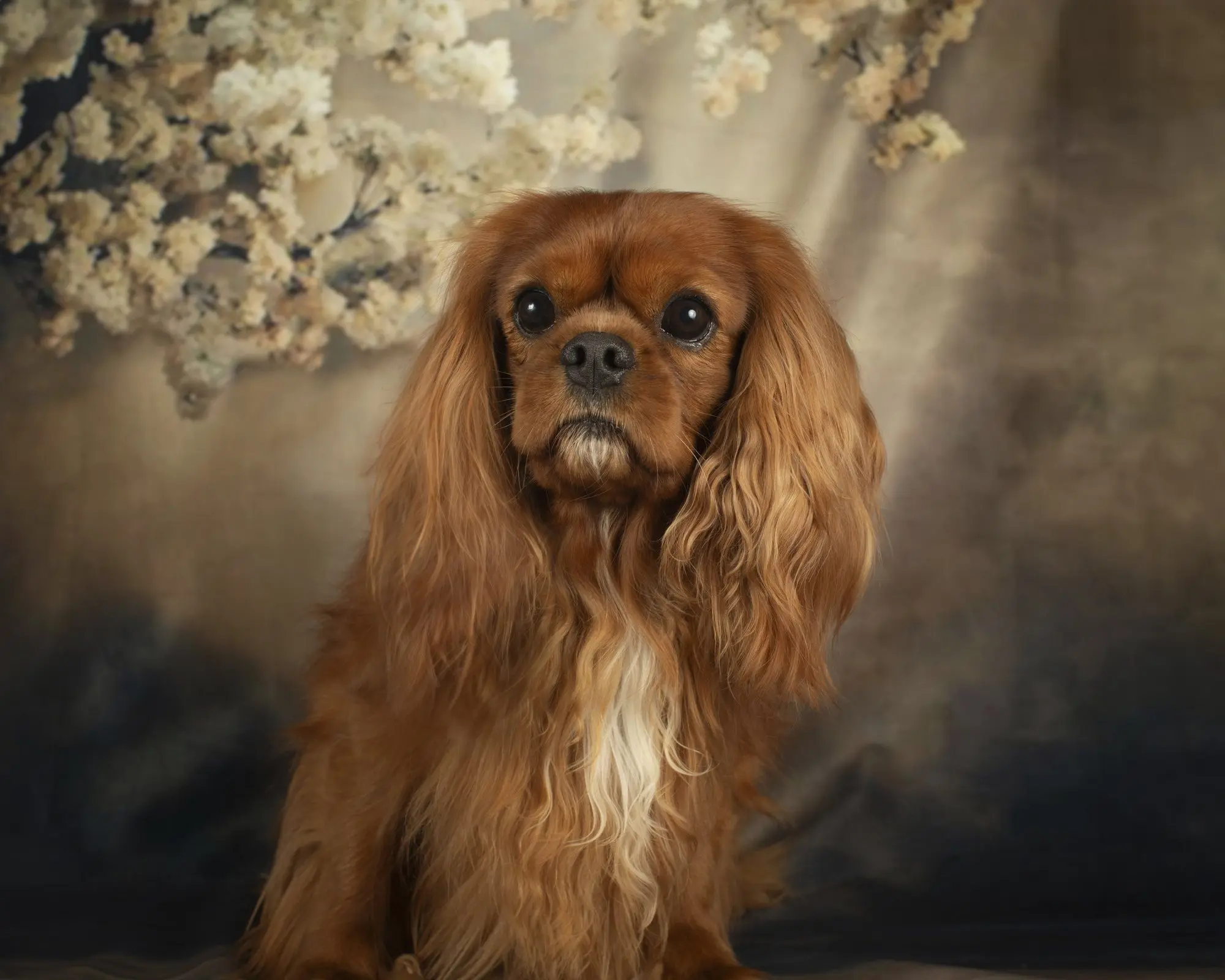 Graham, a ruby Cavalier, sitting beneath blossoms