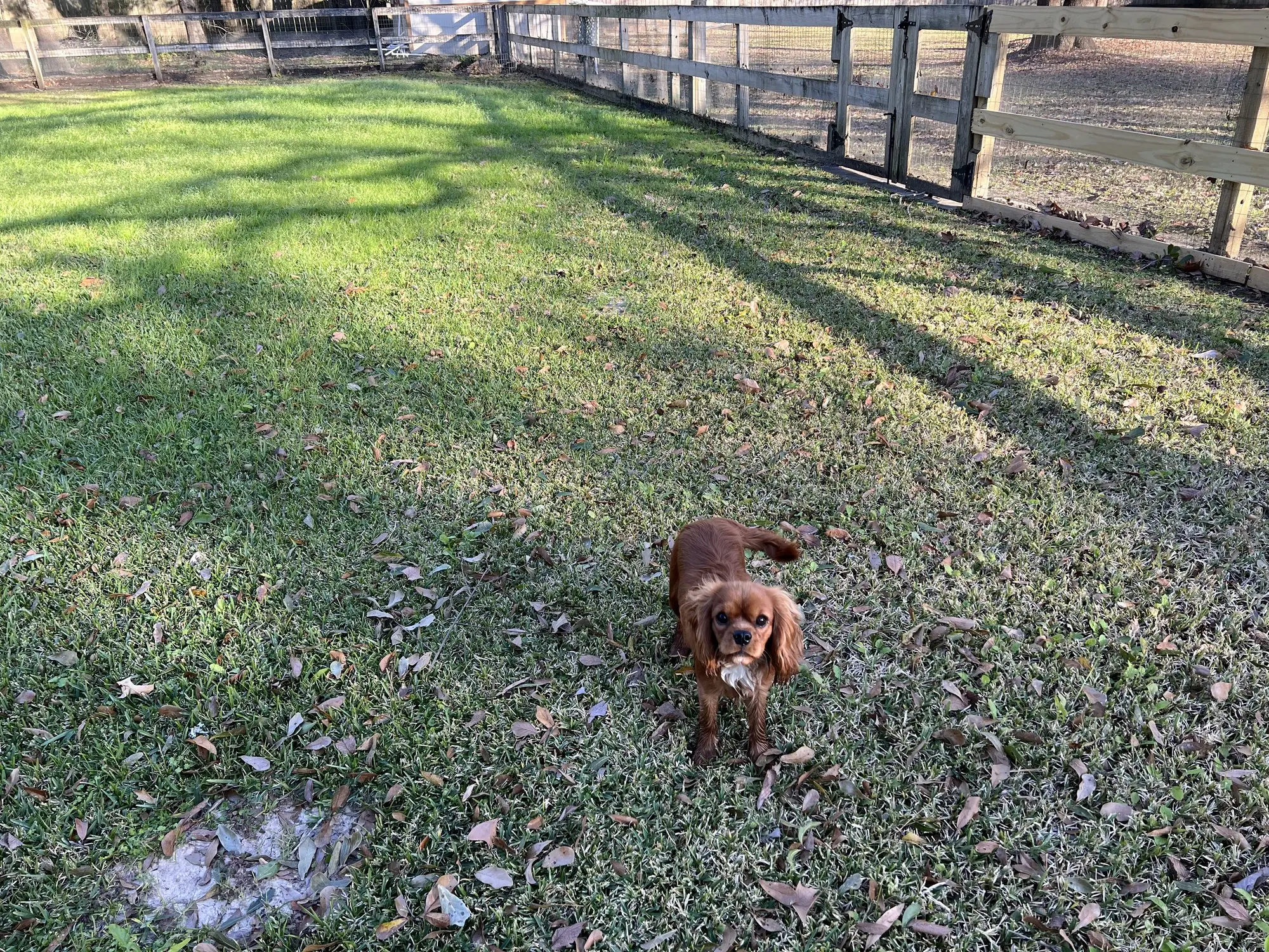 Graham as a youngster in the back paddock