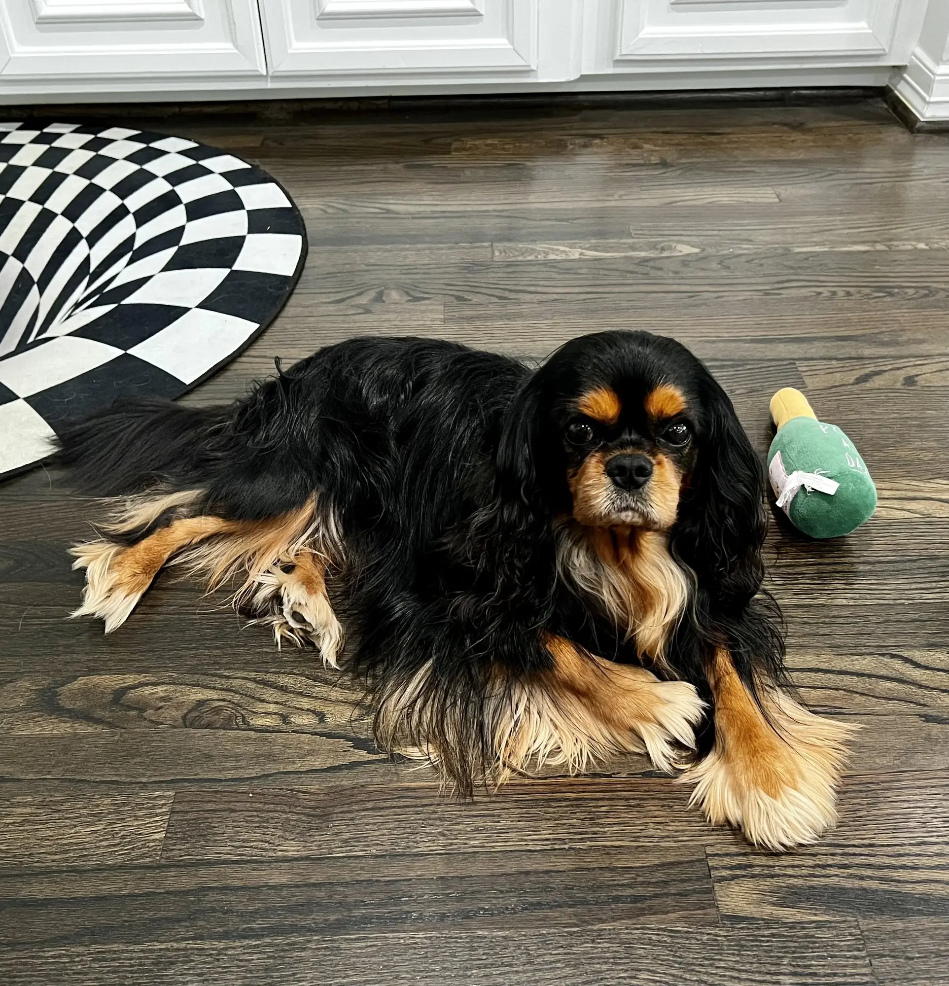 Harry lounging on the kitchen floor with a toy