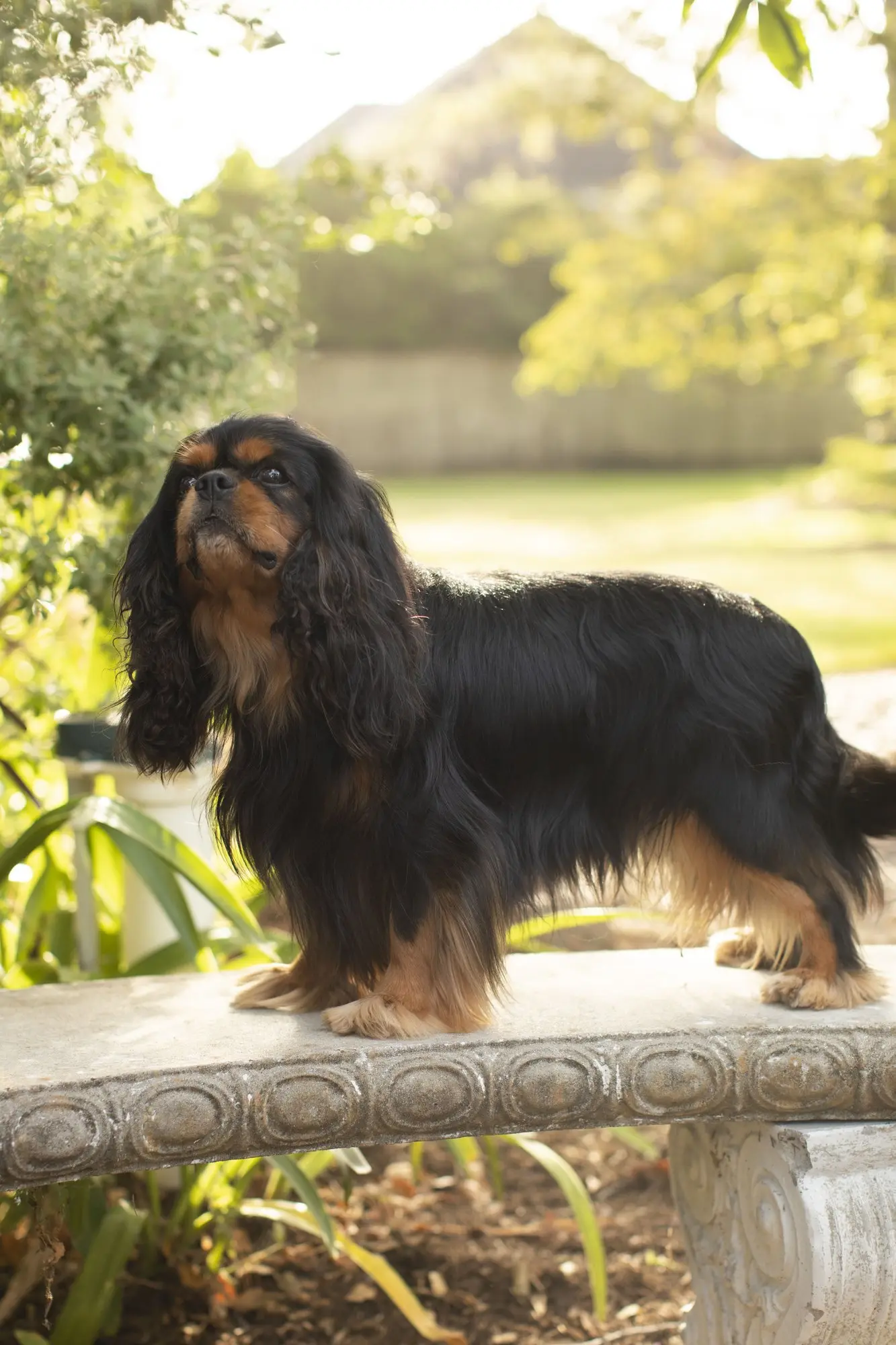 Harry standing on a stone garden bench in evening light