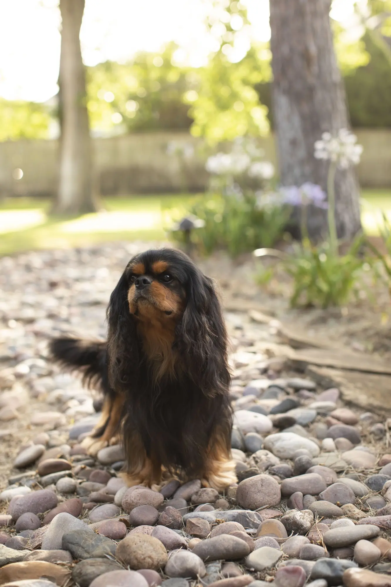 Harry standing on river rocks in the garden