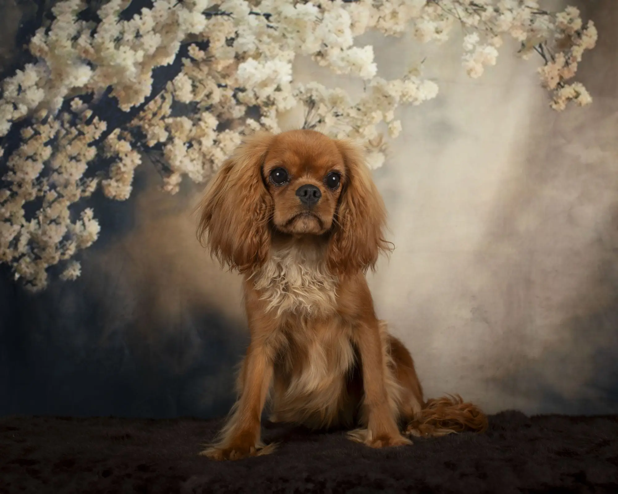 Lilo, a young ruby Cavalier, sitting under blossoms
