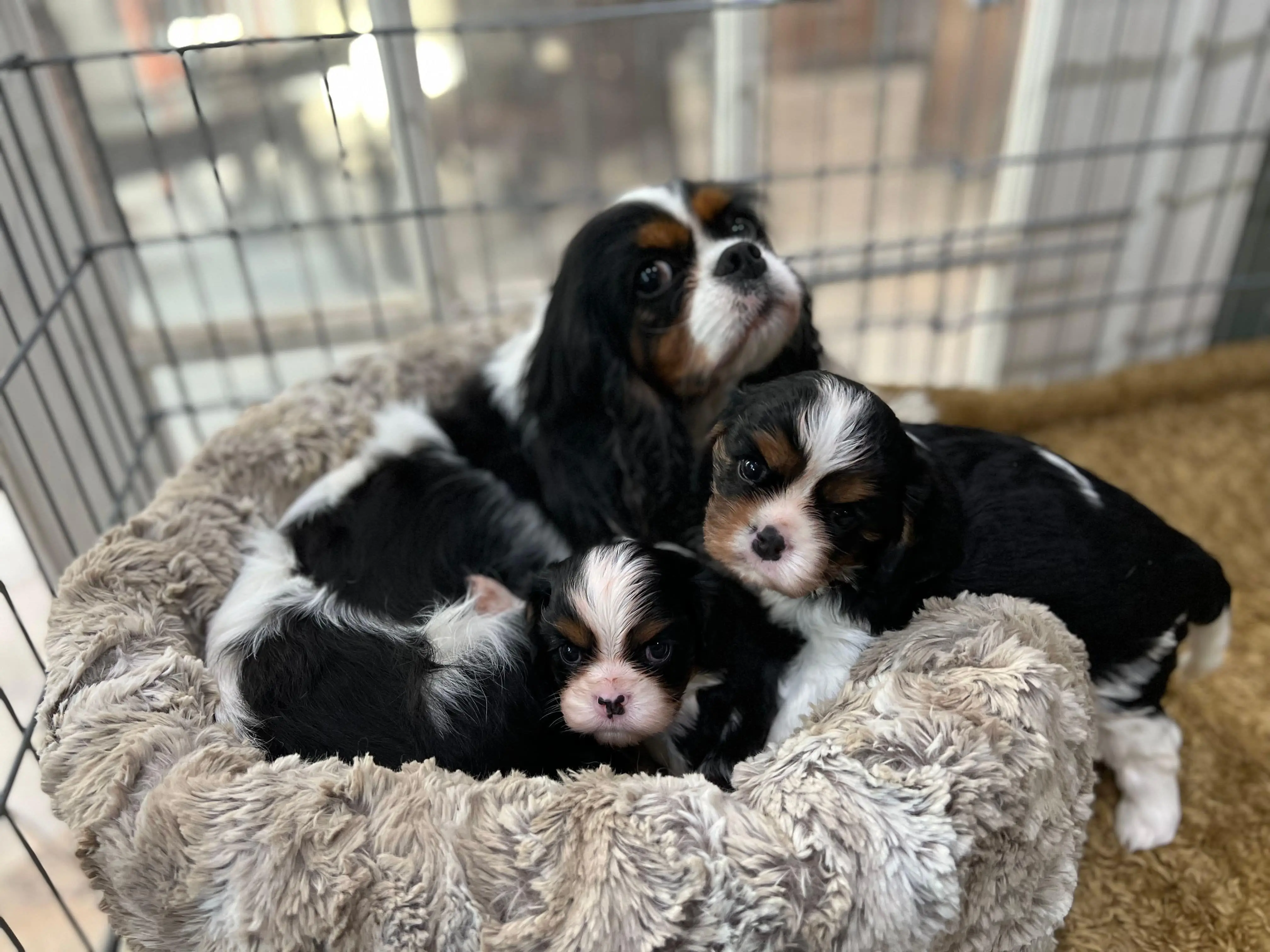 A tricolor mother Cavalier with her litter in a soft bed