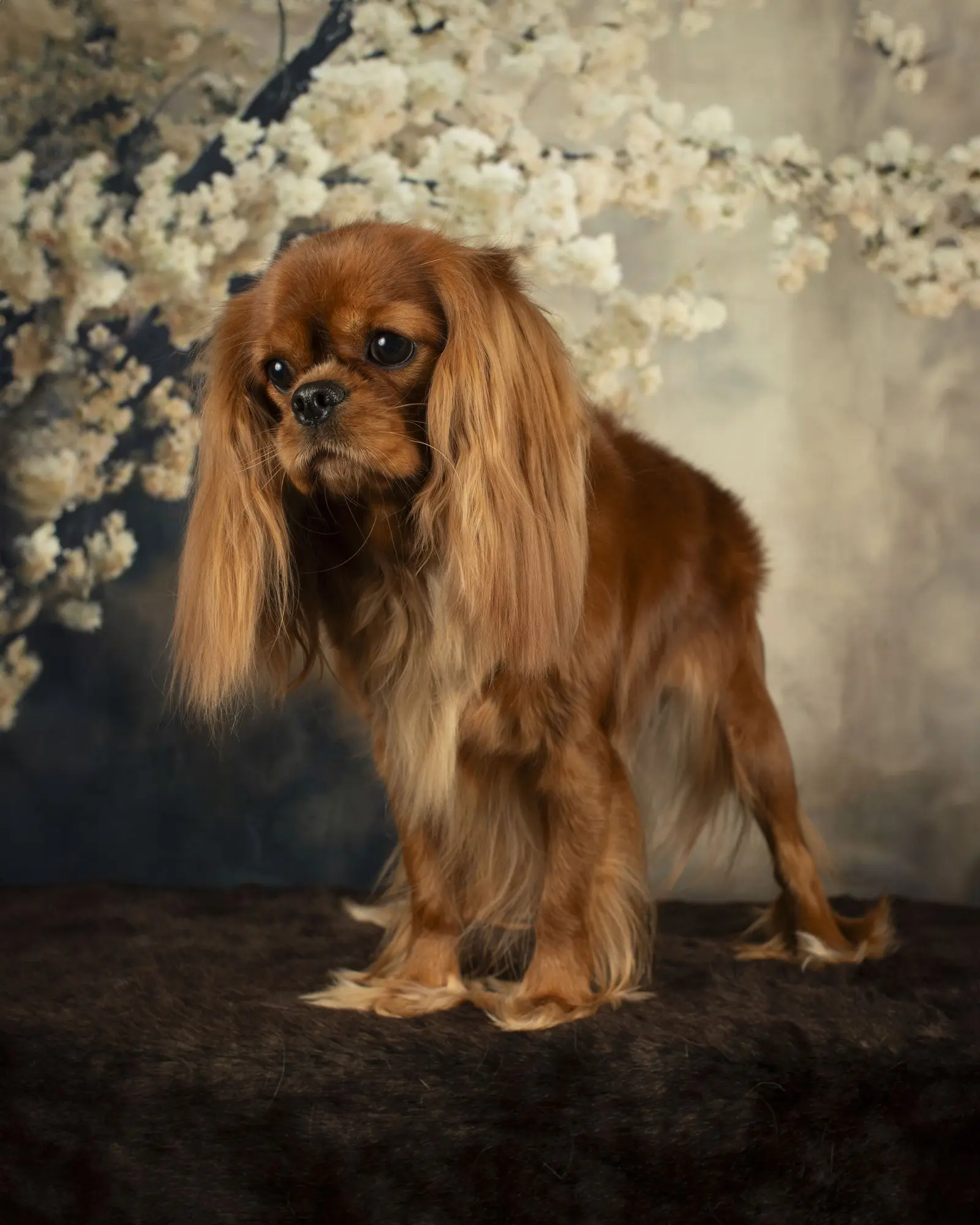 Molly, a ruby Cavalier, standing in a studio portrait