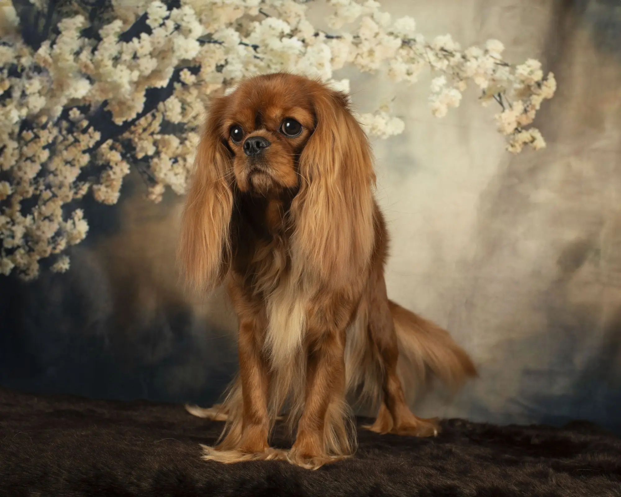 Molly, a ruby Cavalier, standing beneath white blossoms