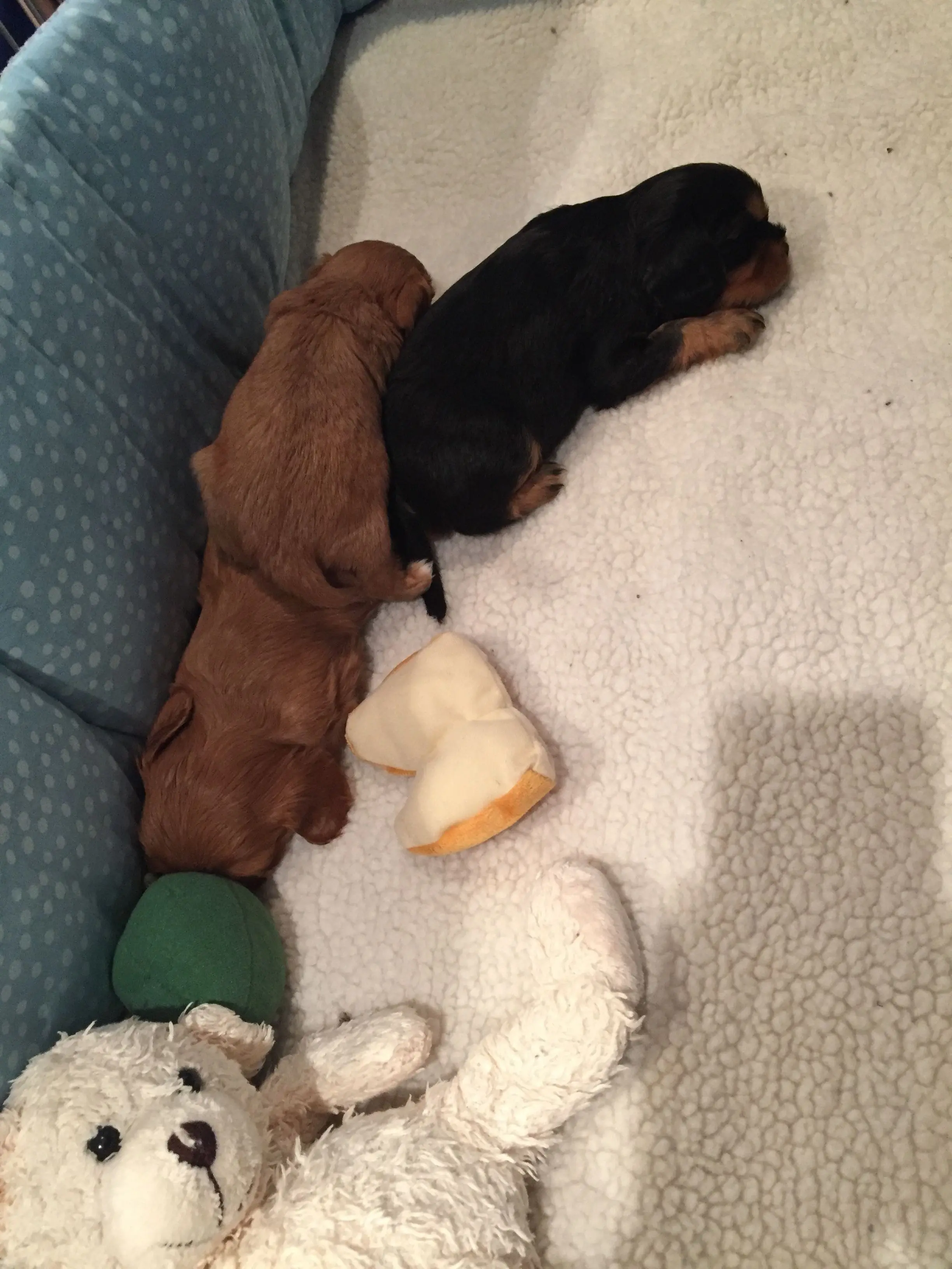 Newborn Cavalier puppies asleep