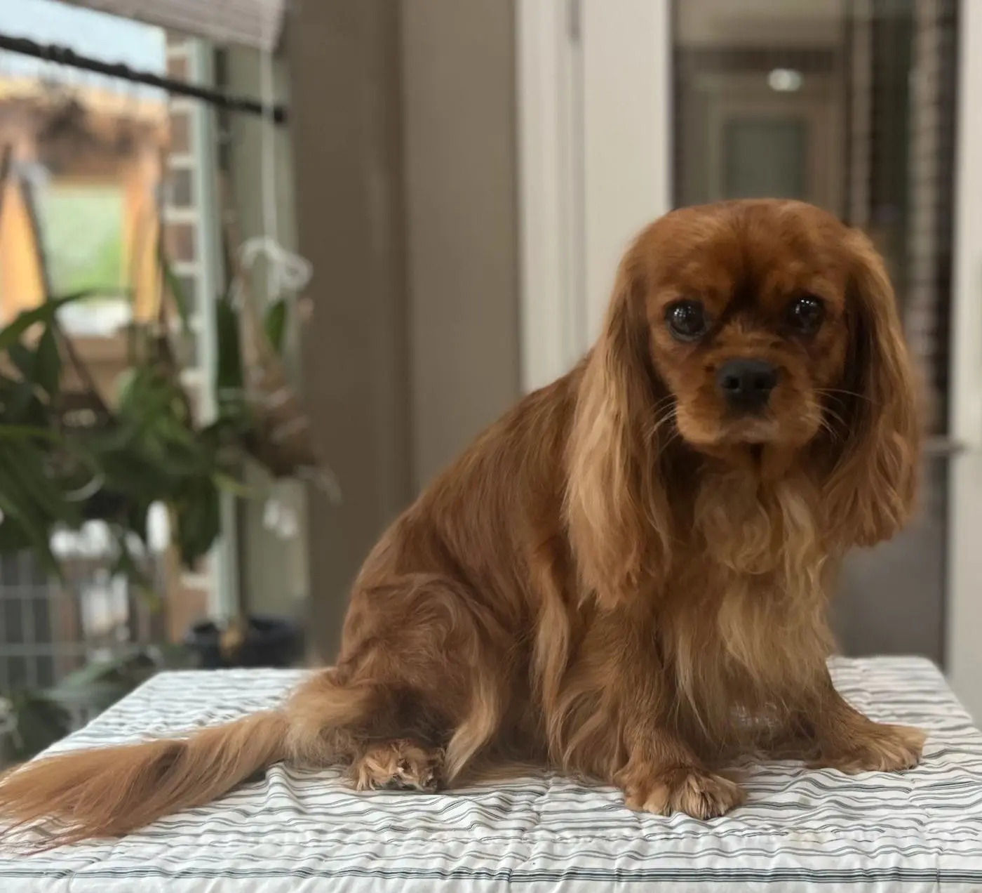 Ally, a Ruby Cavalier King Charles Spaniel