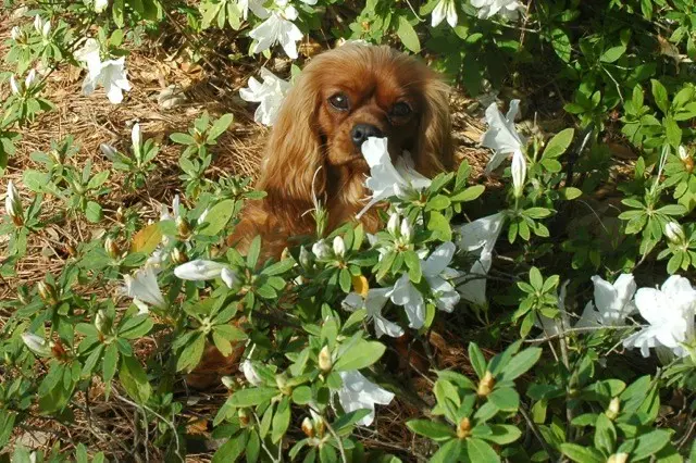 Aurora, a Ruby Cavalier King Charles Spaniel