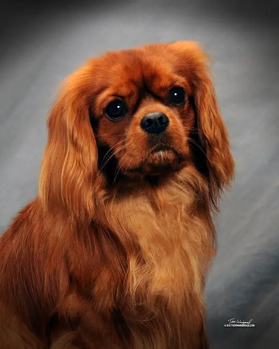 James, a Ruby Cavalier King Charles Spaniel
