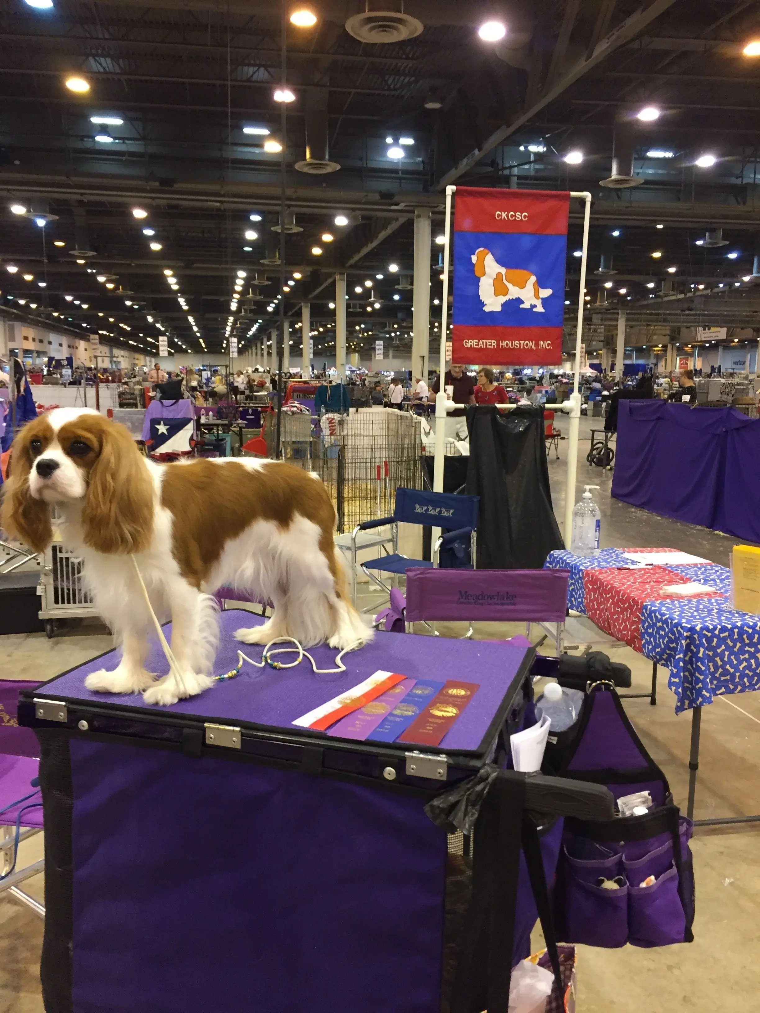 JJ, a Blenheim Cavalier King Charles Spaniel