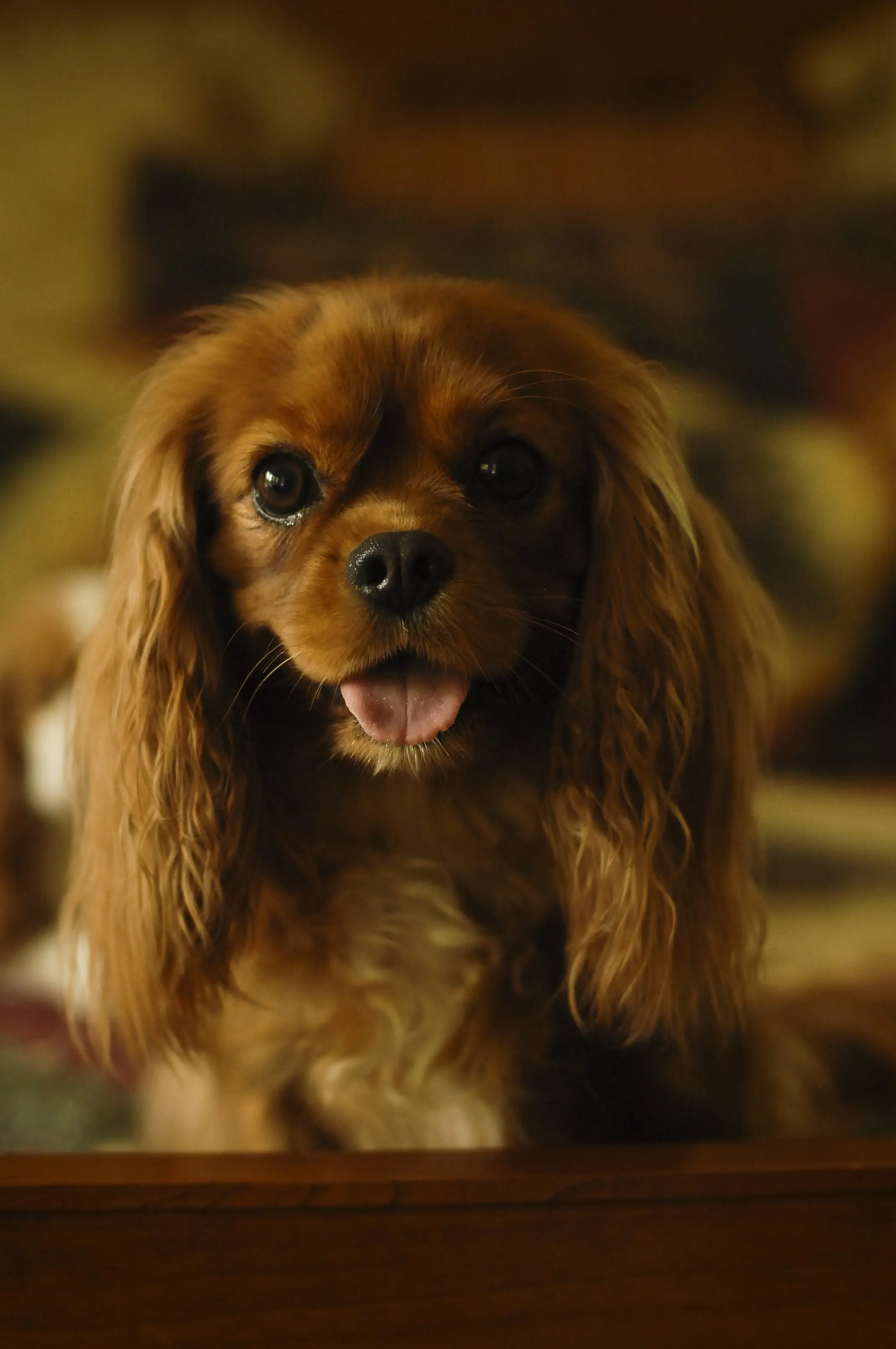 Maggie, a Ruby Cavalier King Charles Spaniel