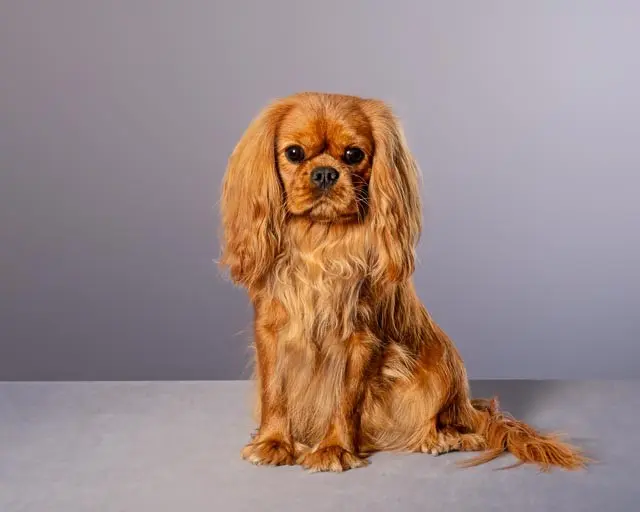 Mia, a Ruby Cavalier King Charles Spaniel