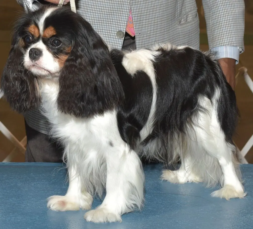 Monet, a Tricolor Cavalier King Charles Spaniel