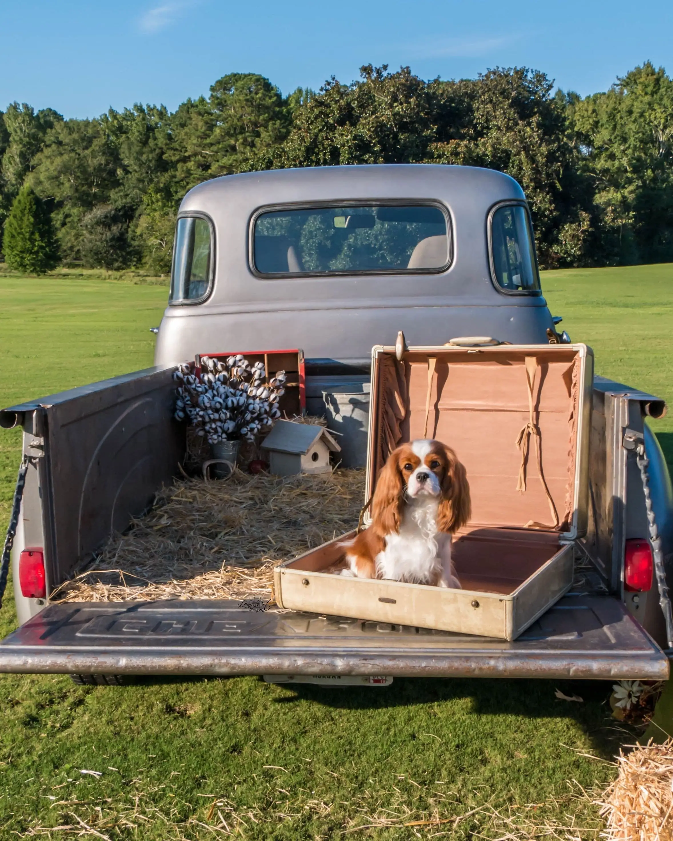 Patty, a Blenheim Cavalier King Charles Spaniel