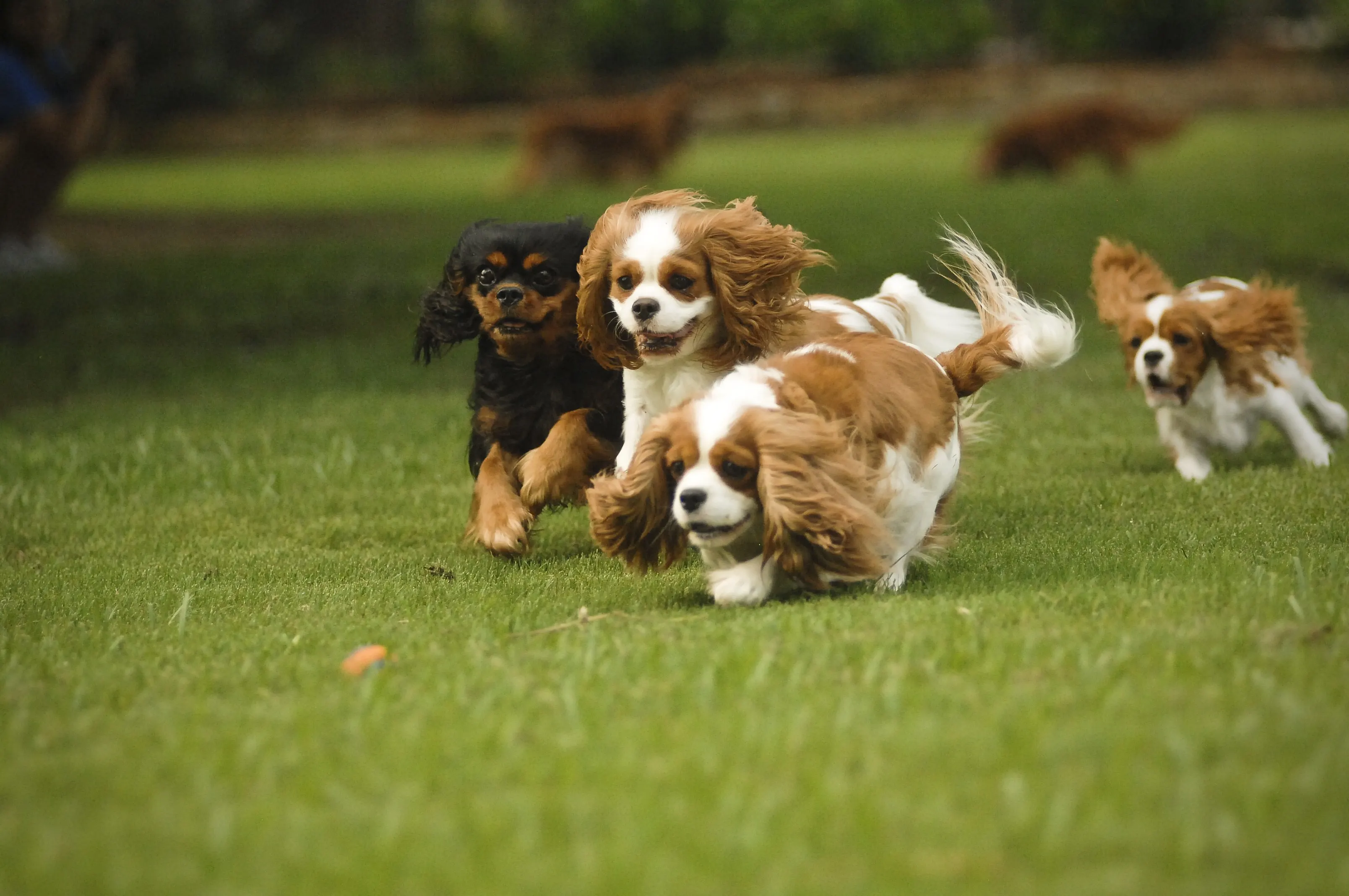 A group of Cavalier King Charles Spaniels running together across the grass