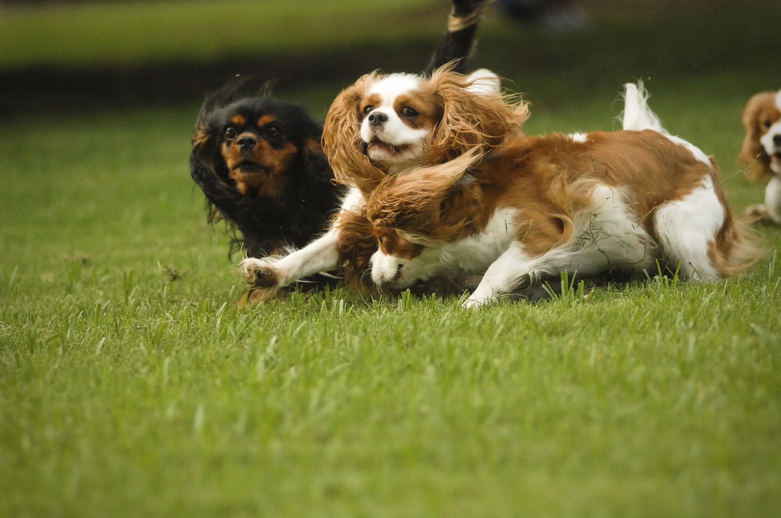 Two Cavaliers tumbling together in the grass