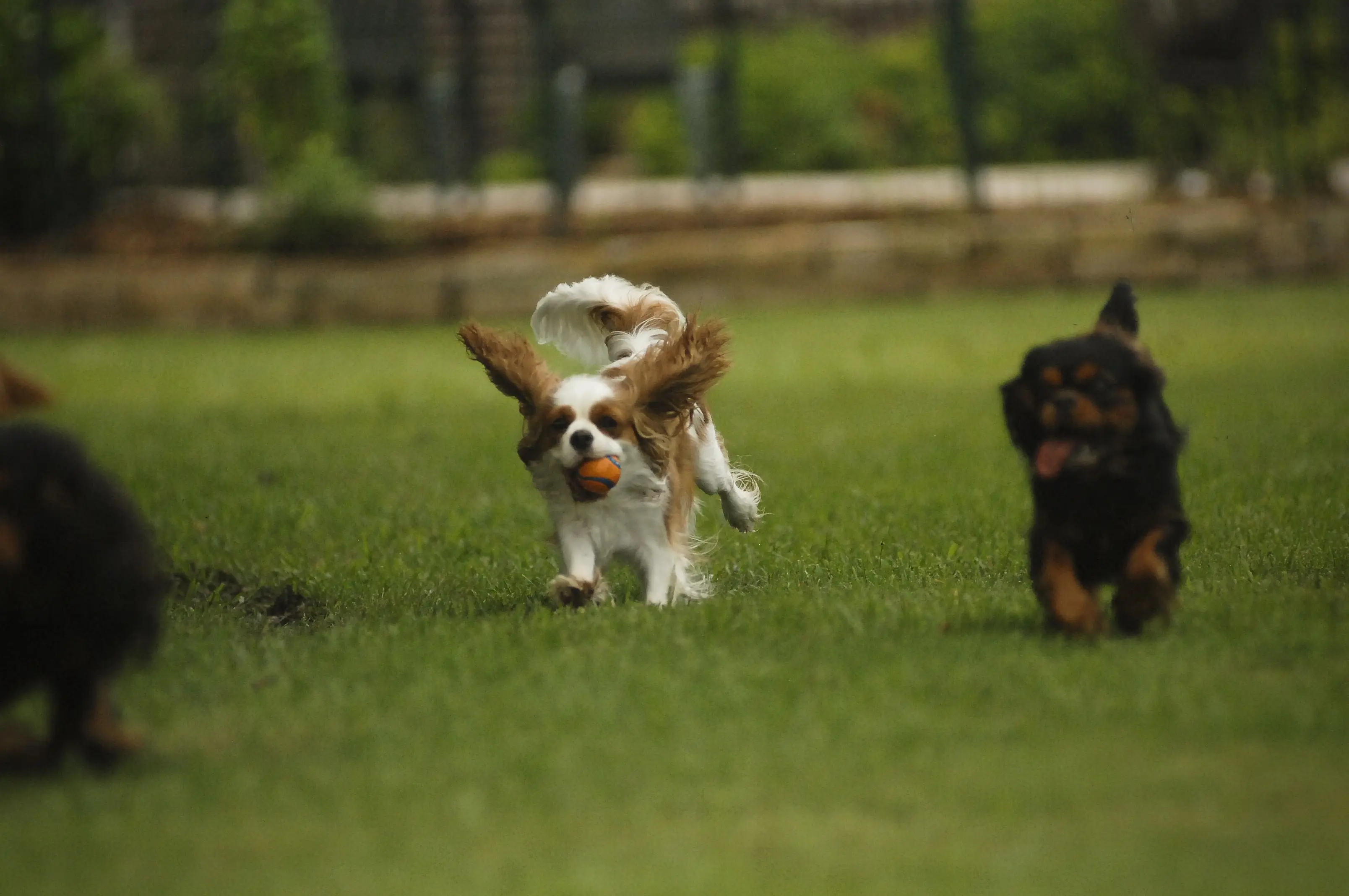 A Blenheim puppy chasing a ball