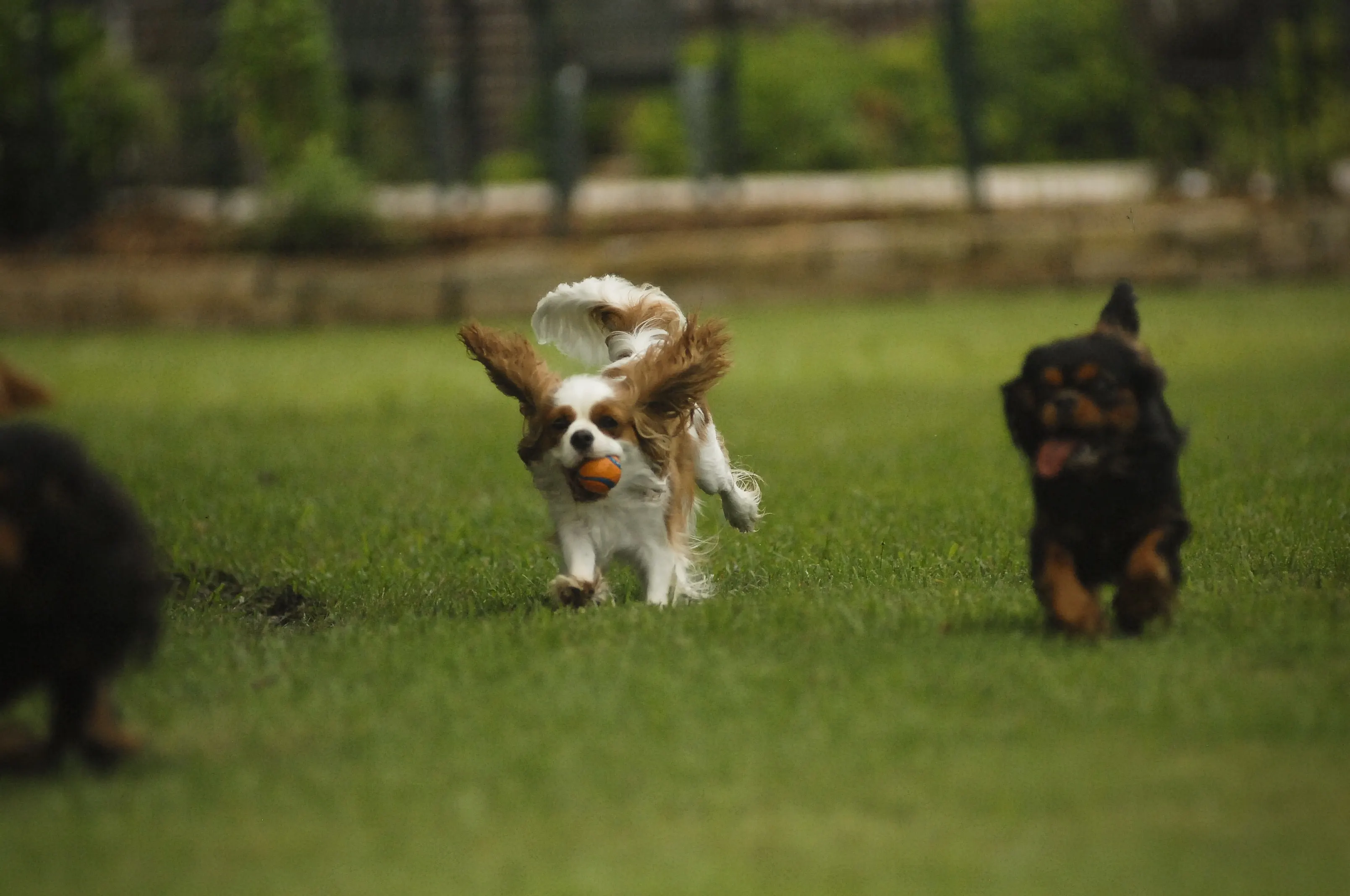 A healthy Cavalier King Charles Spaniel puppy at play