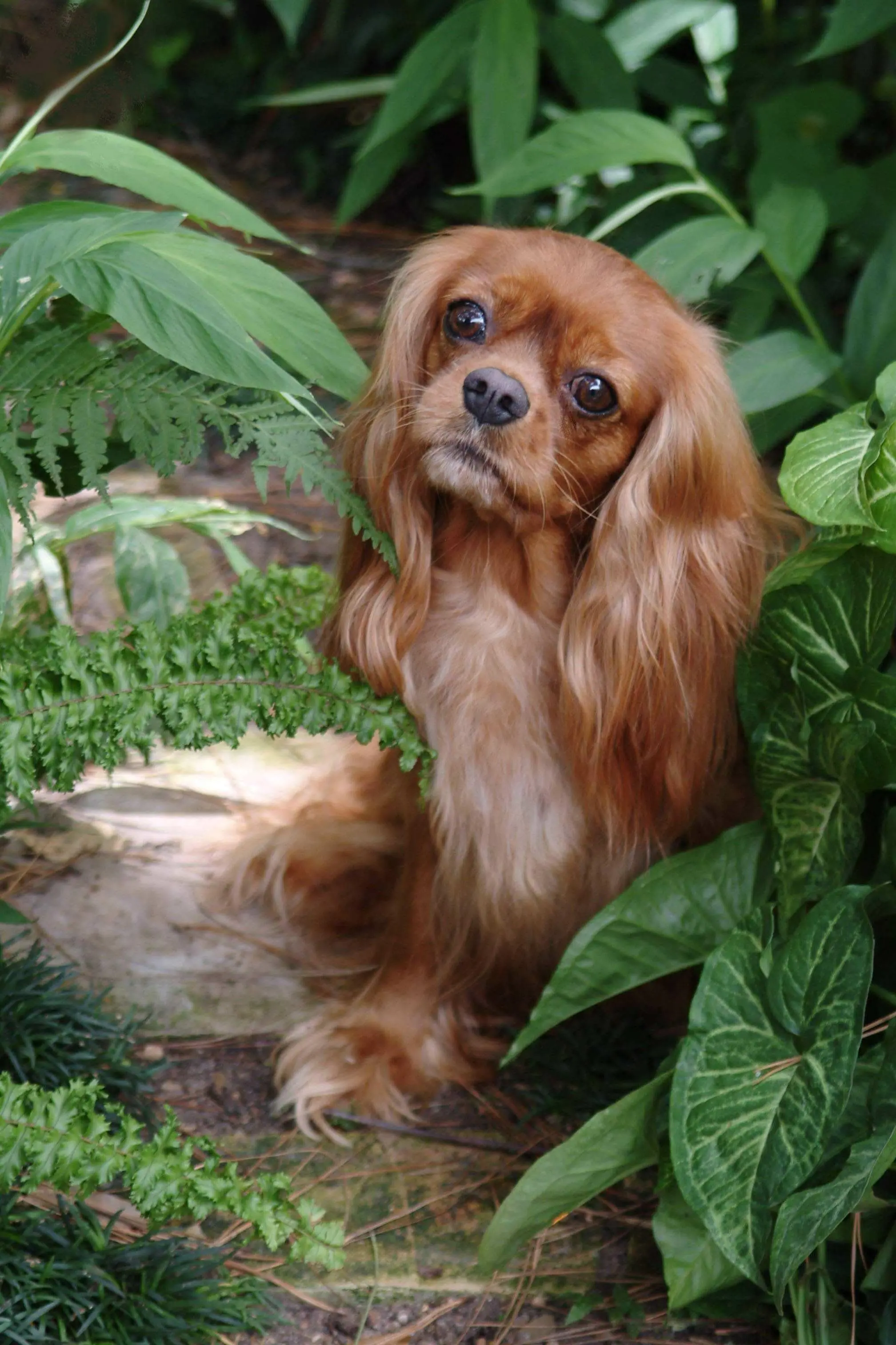 A ruby Cavalier sitting among garden ferns