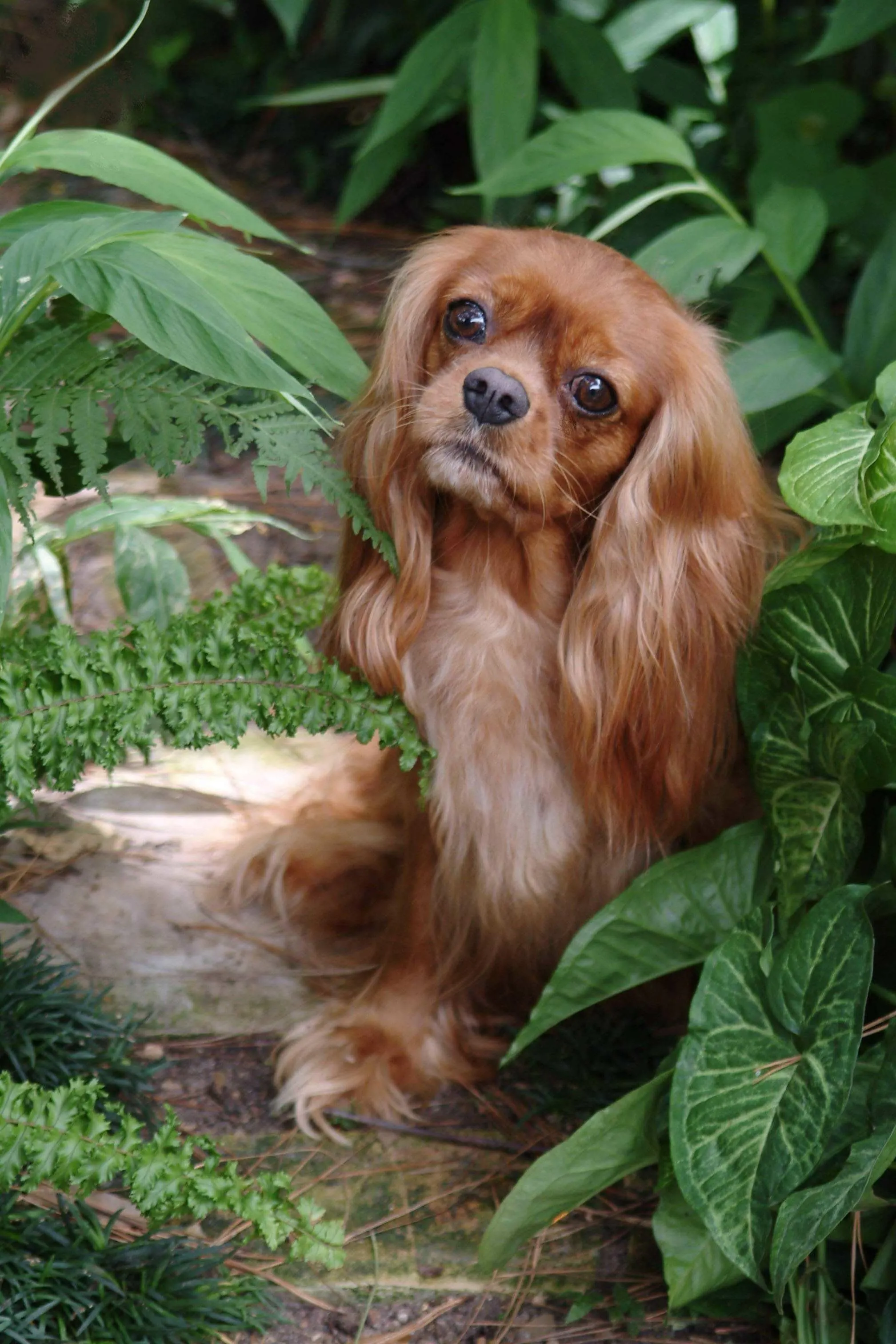 Lucy, the foundation ruby Cavalier, sitting among garden ferns