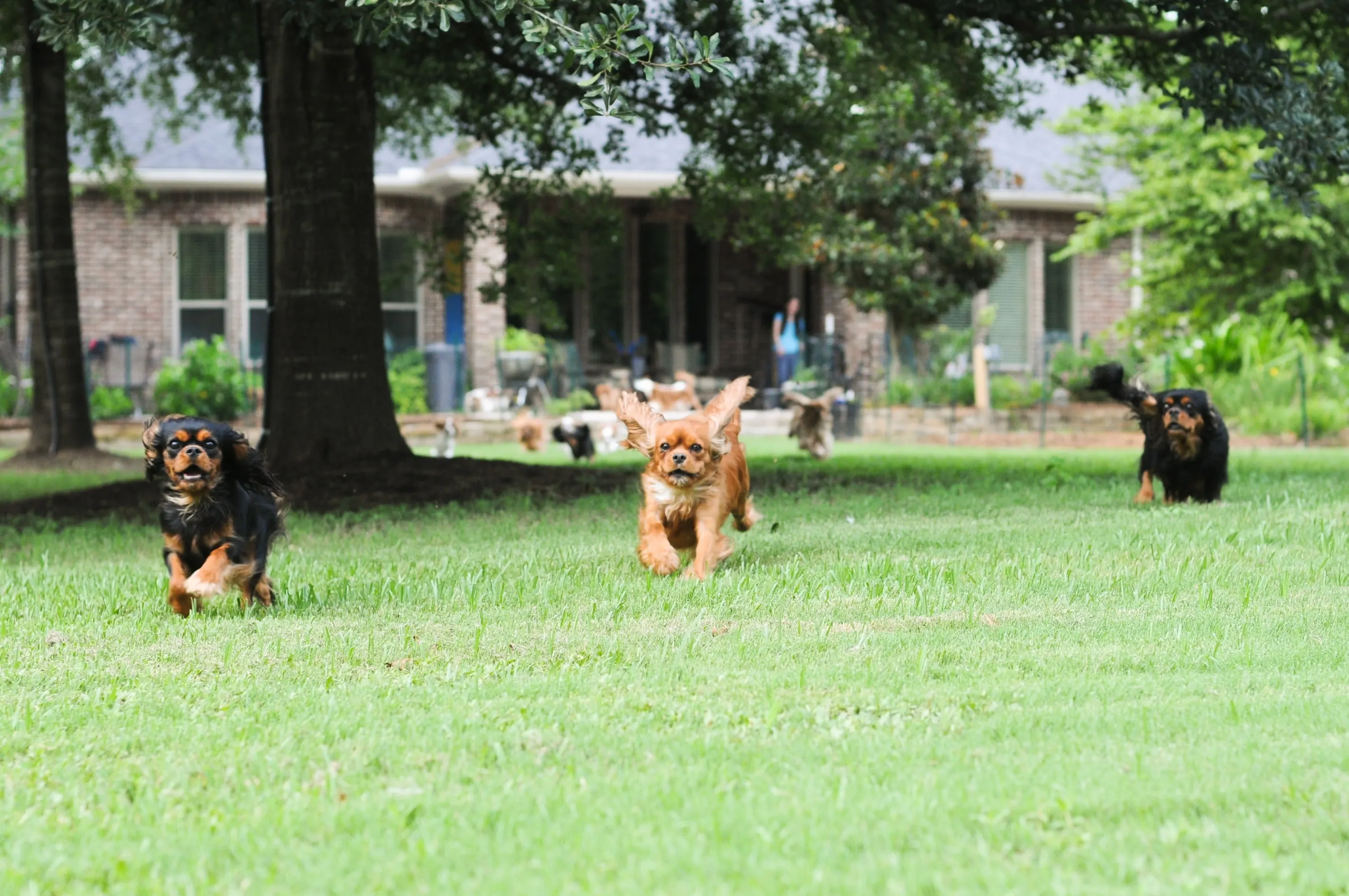A healthy Blenheim Cavalier King Charles Spaniel