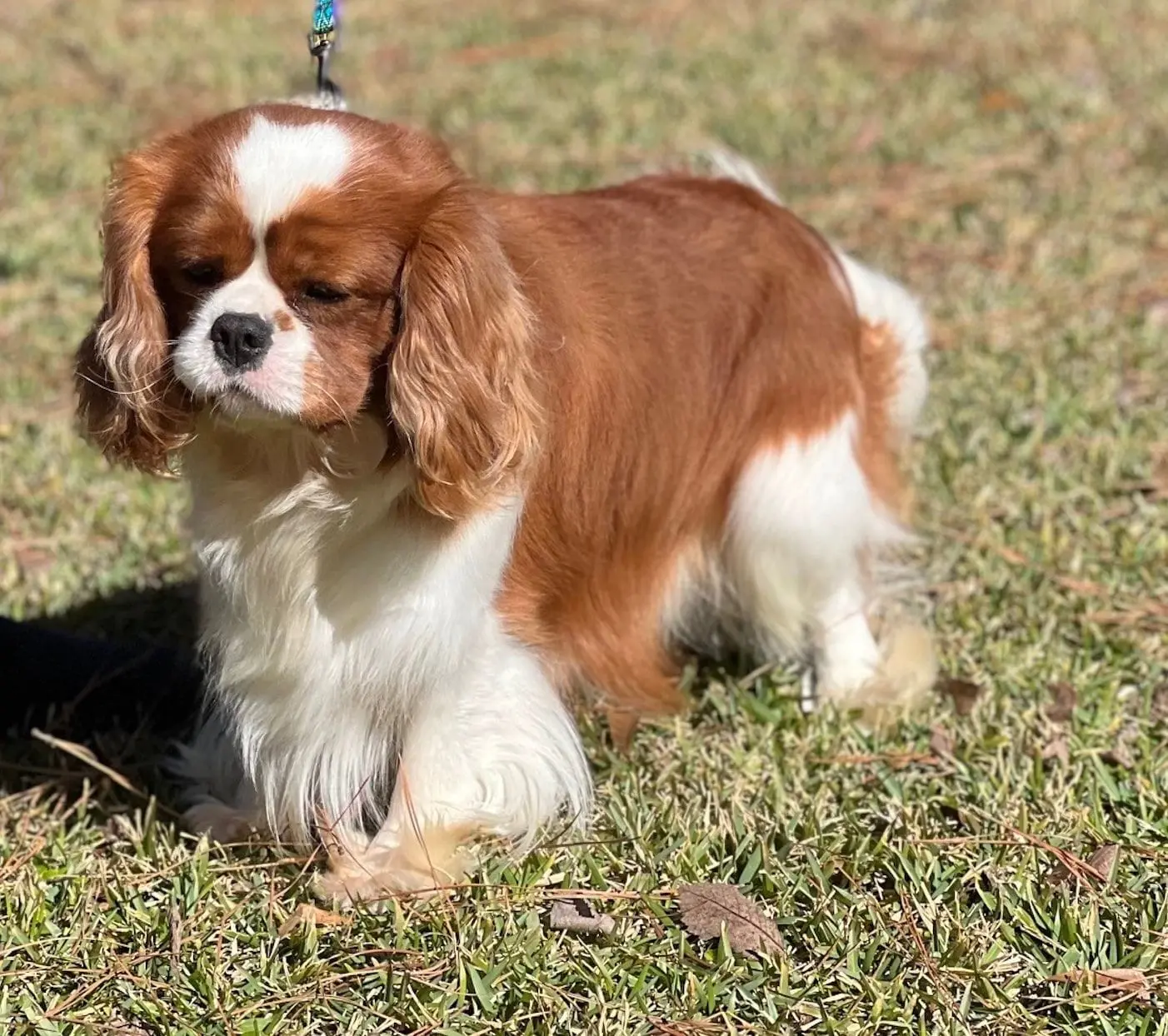 A Blenheim Cavalier on a sunny walk